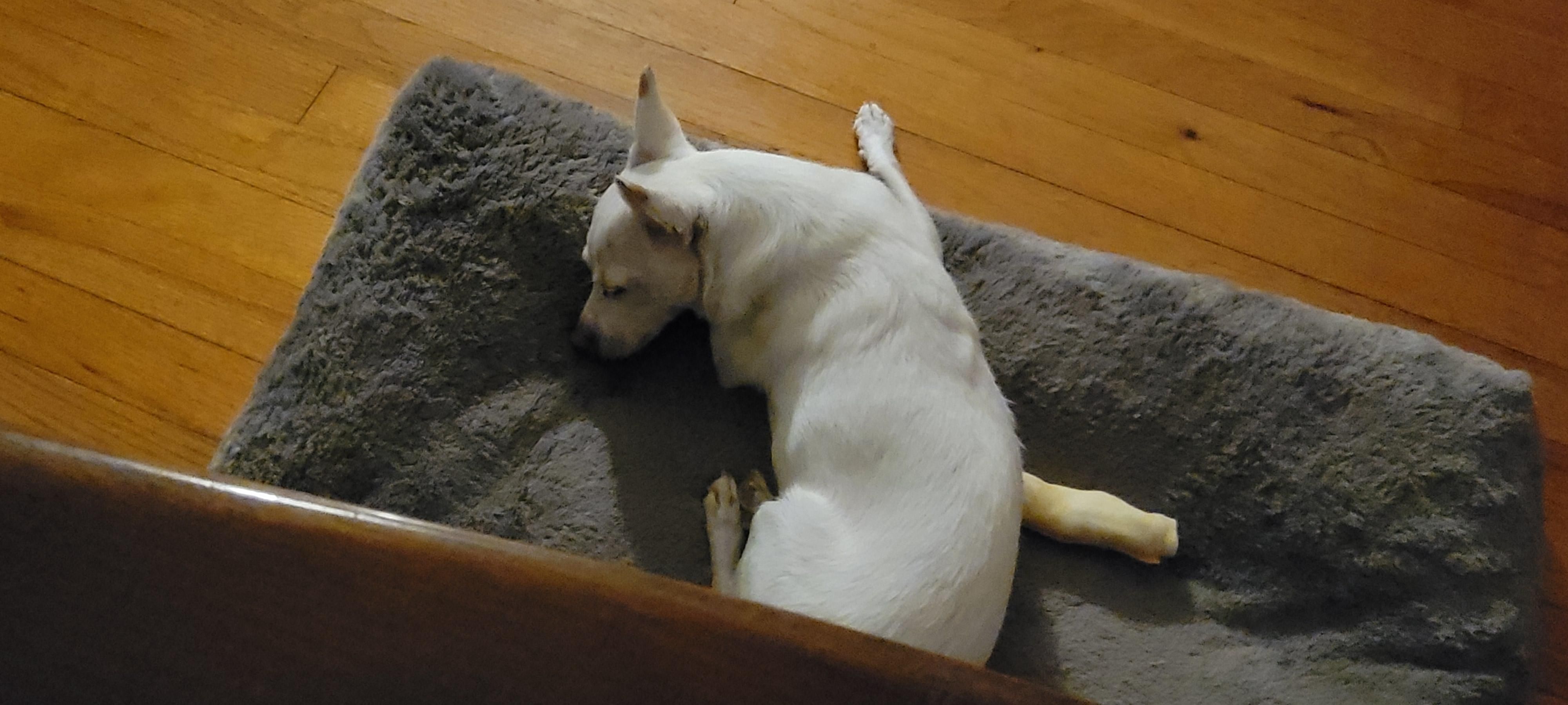 Chihuahua crashed out on chairside dog bed