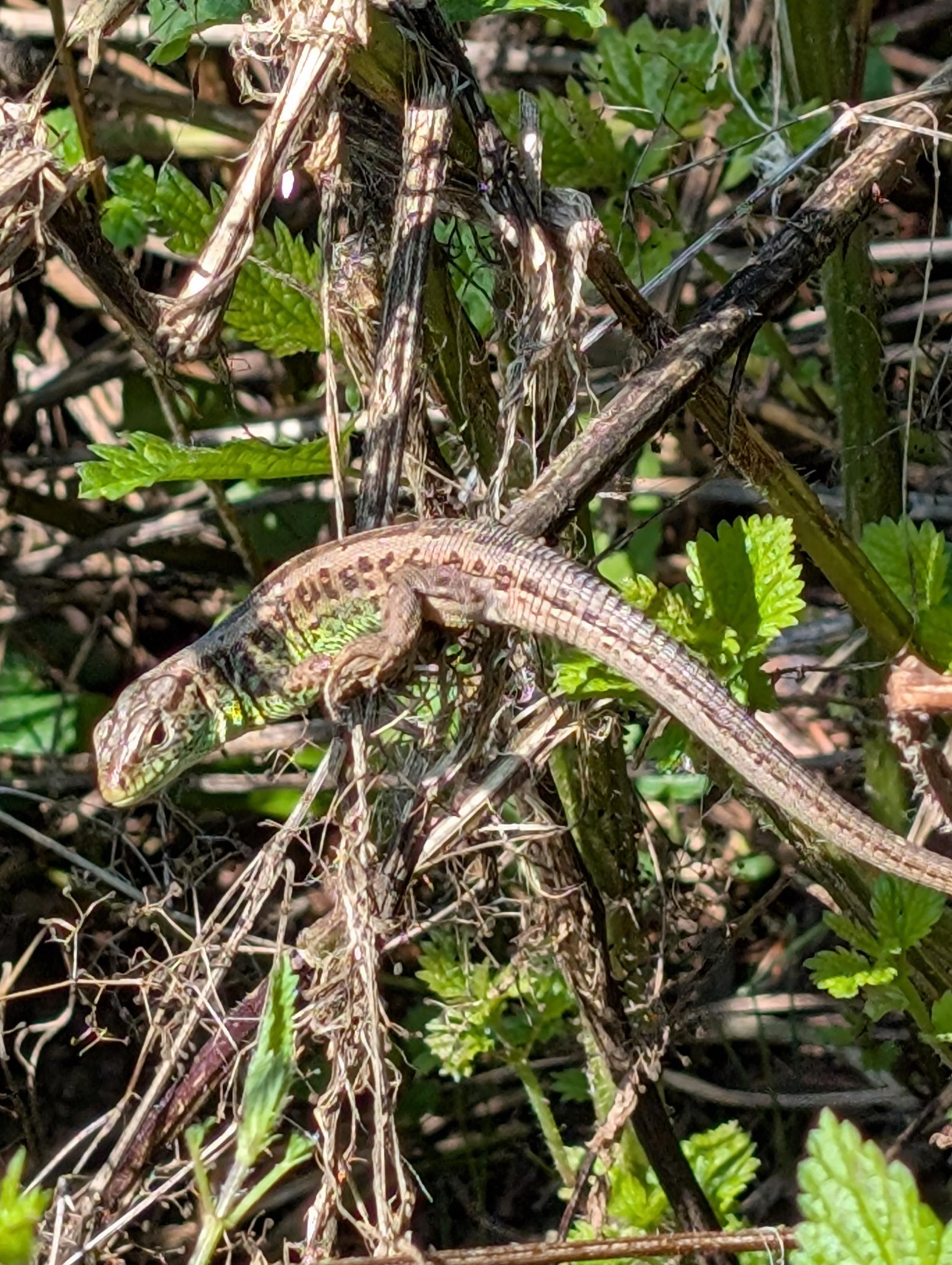 Nahaufnahme einer Eidechse, die auf mehreren dünnen Ästchen diverser Pflanzen sitzt. Sie ist nach links gedreht, ihr Körper ist hellbraun und grün auf der Bauchseite, oben hat sie ein dunkelbraunes Muster, das sich bis zum Schwanz fort setzt. Sie hat den Kopf leicht zu uns gedreht, als würde sie uns beobachten.