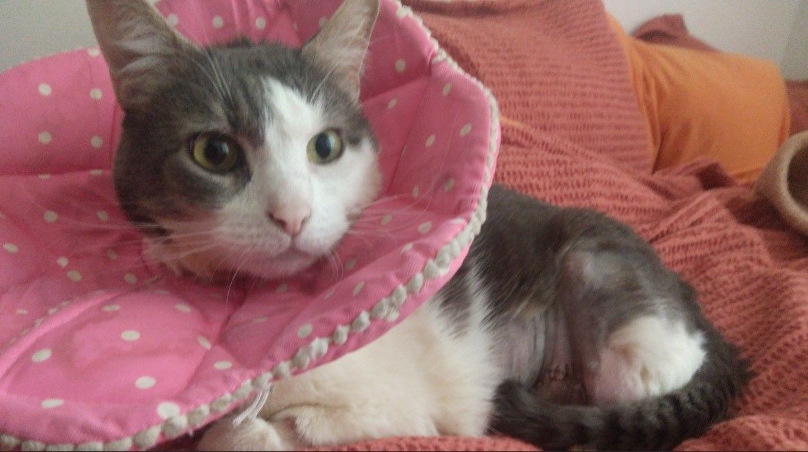 cute photo of a bicolor cat wearing a flower cone