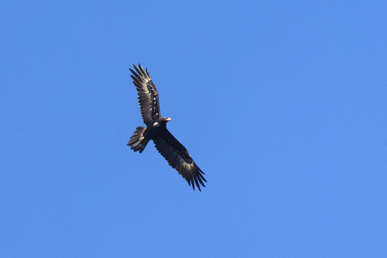 A very large, dark brown/black eagle with a distinctive diamond shaped (wedged) tail, flying high overhead in a cloudless blue sky. 
