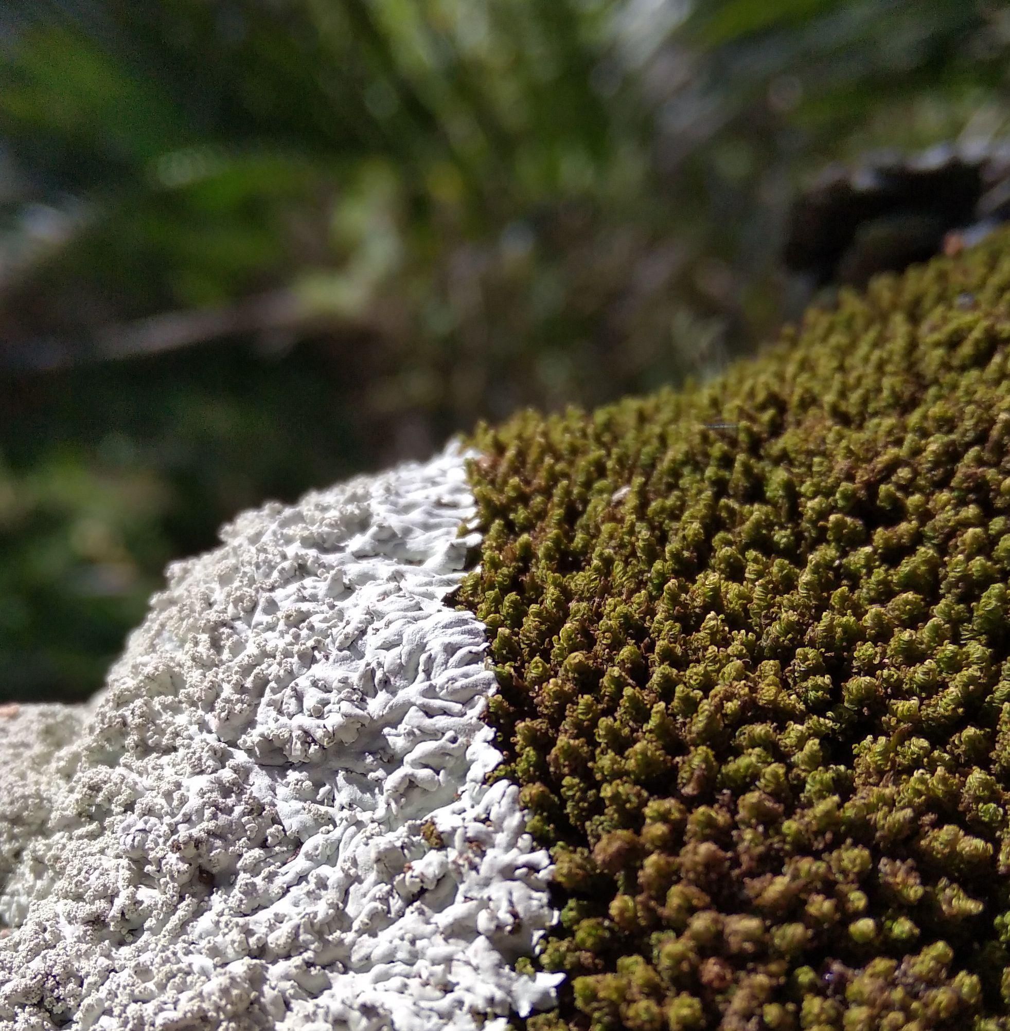 A close up of a branch (though you can't tell from the photo) covered by a white lichen on the left, and dull green moss on the right. There is a clear, reasonably straight, dividing line between the two. There's a nice contrast between the two textures, with the lichen being slightly gnarly, and the moss being composed of many small conical tufts. The background is out of focus, and shows dark green vegetation.