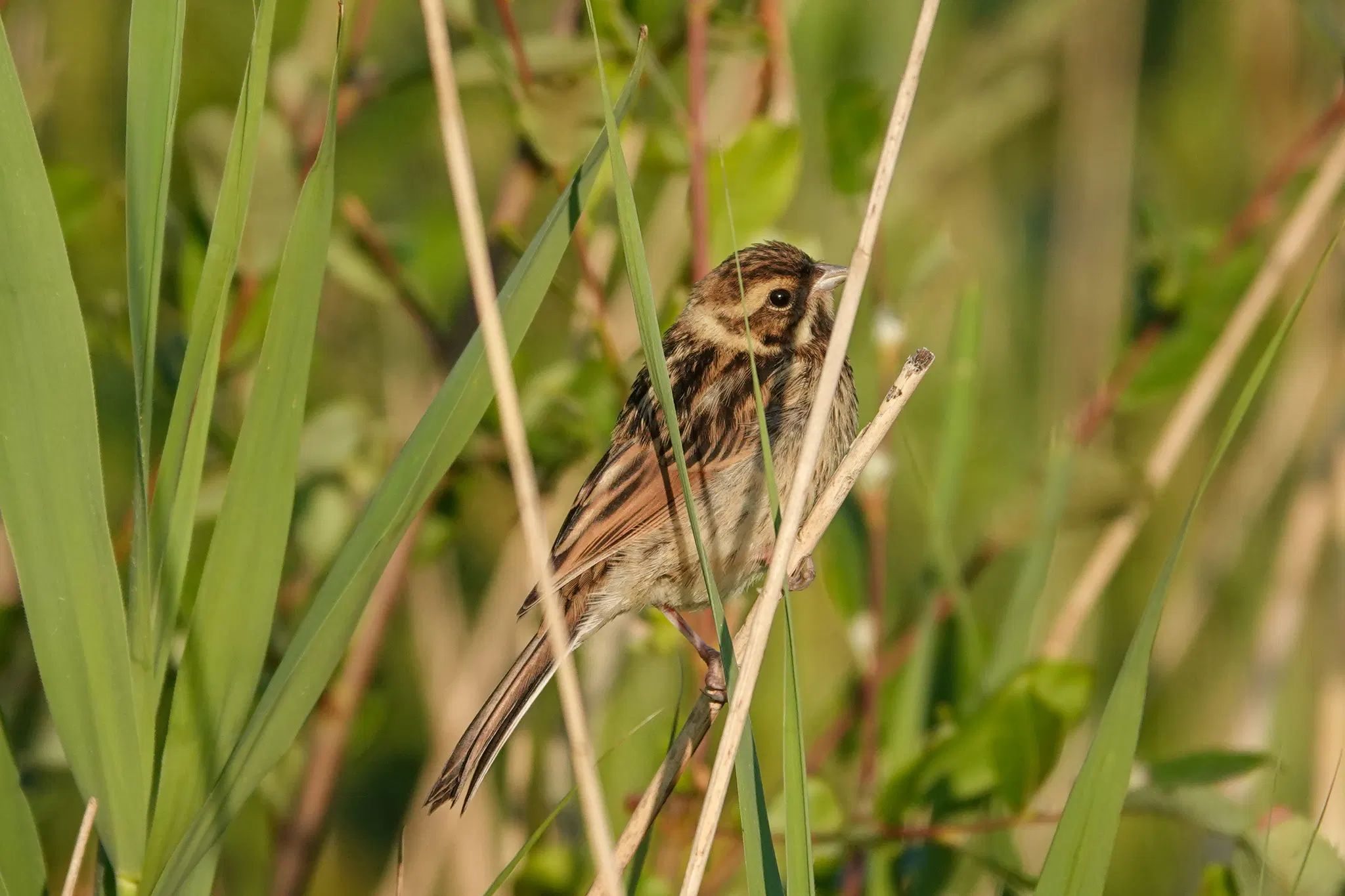 Visiting the local patch this evening to find some inner peace. Sat down the edge of a field of reed, watching some bumblebees. Looking up I met de eye of a female reed bunting, calmly sitting in the reed.