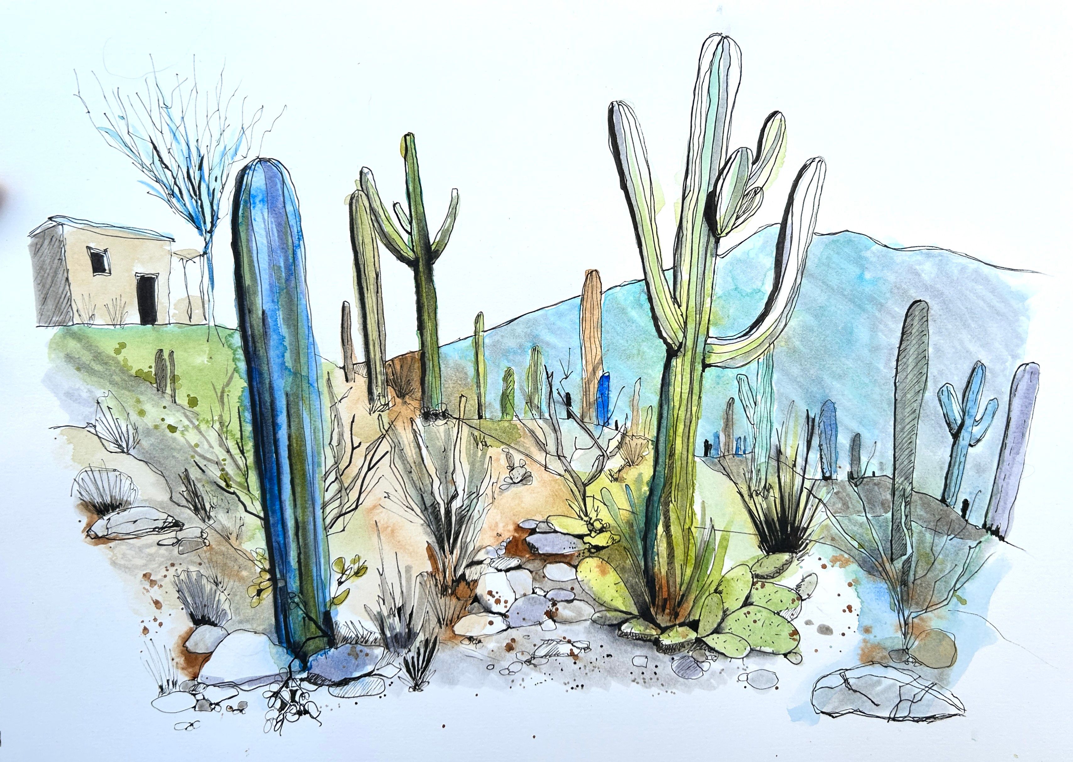 A landscape sketch of many cacti in front of a mountain range