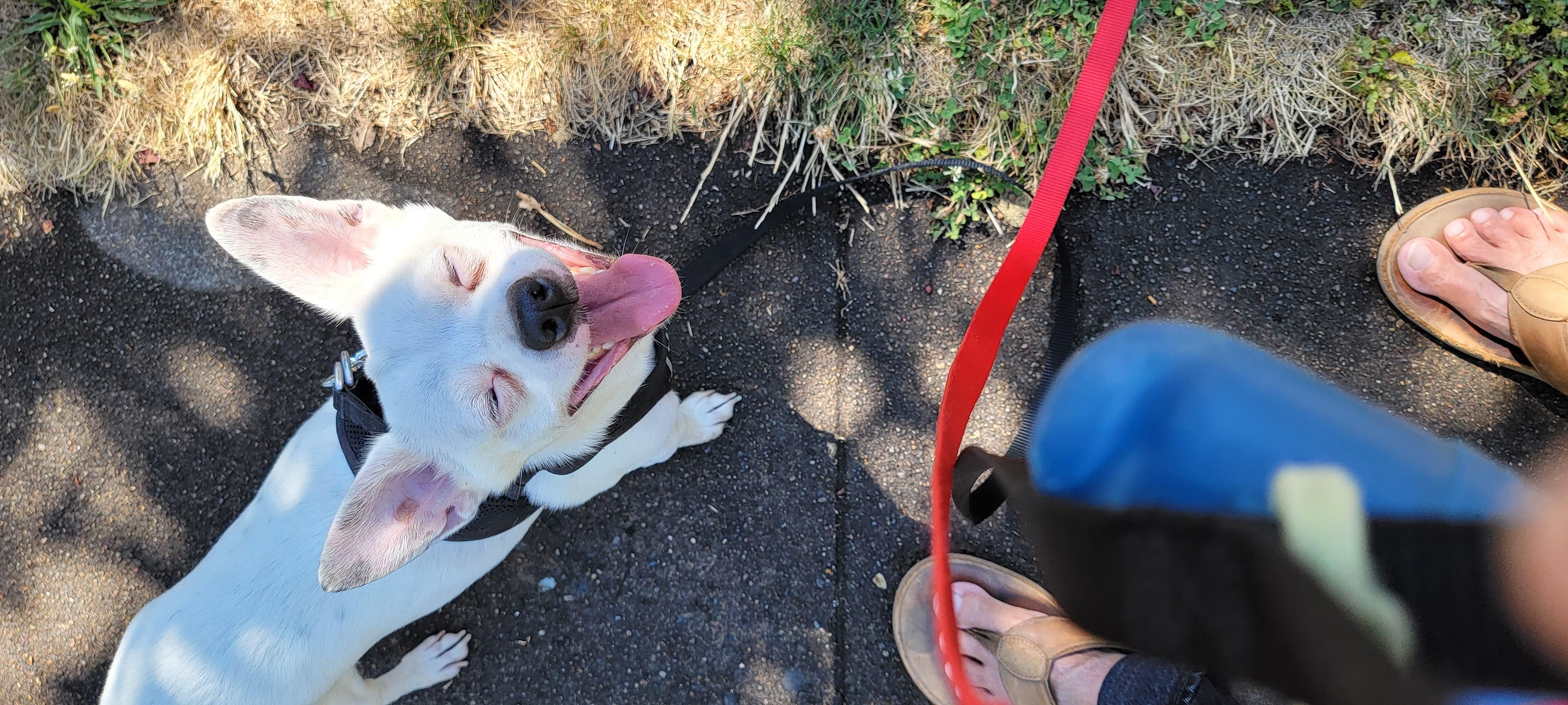 White chihuahua with black highlights grinning with tongue out