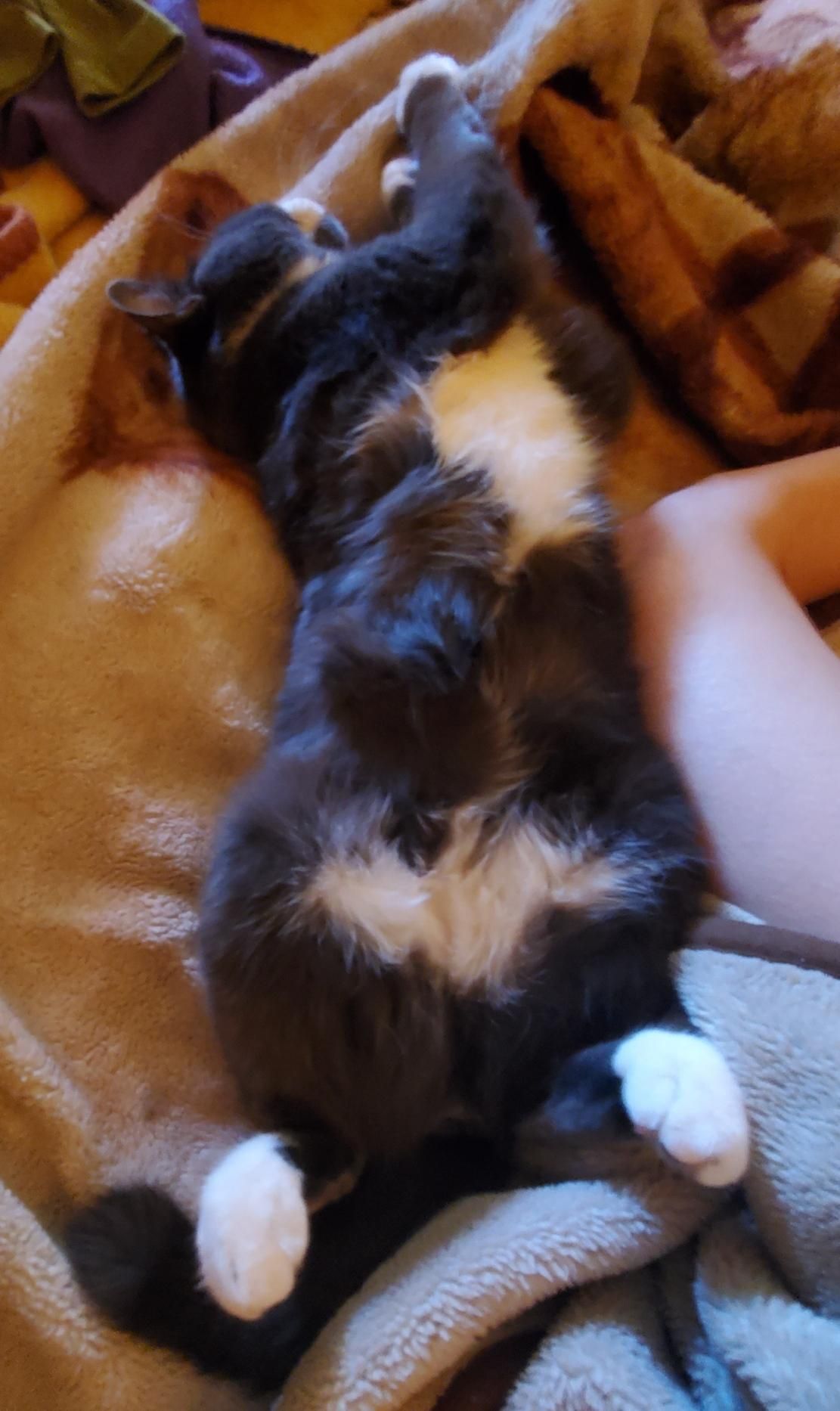 A gray and white cat reclines on a beige blanket, seen from above, with its back towards the camera. The cat's underbelly is light-colored. Its forepaws and hind paws, with white toes, are visible. The cat is lying next to a person's leg, partially visible, on a bed with a blanket.