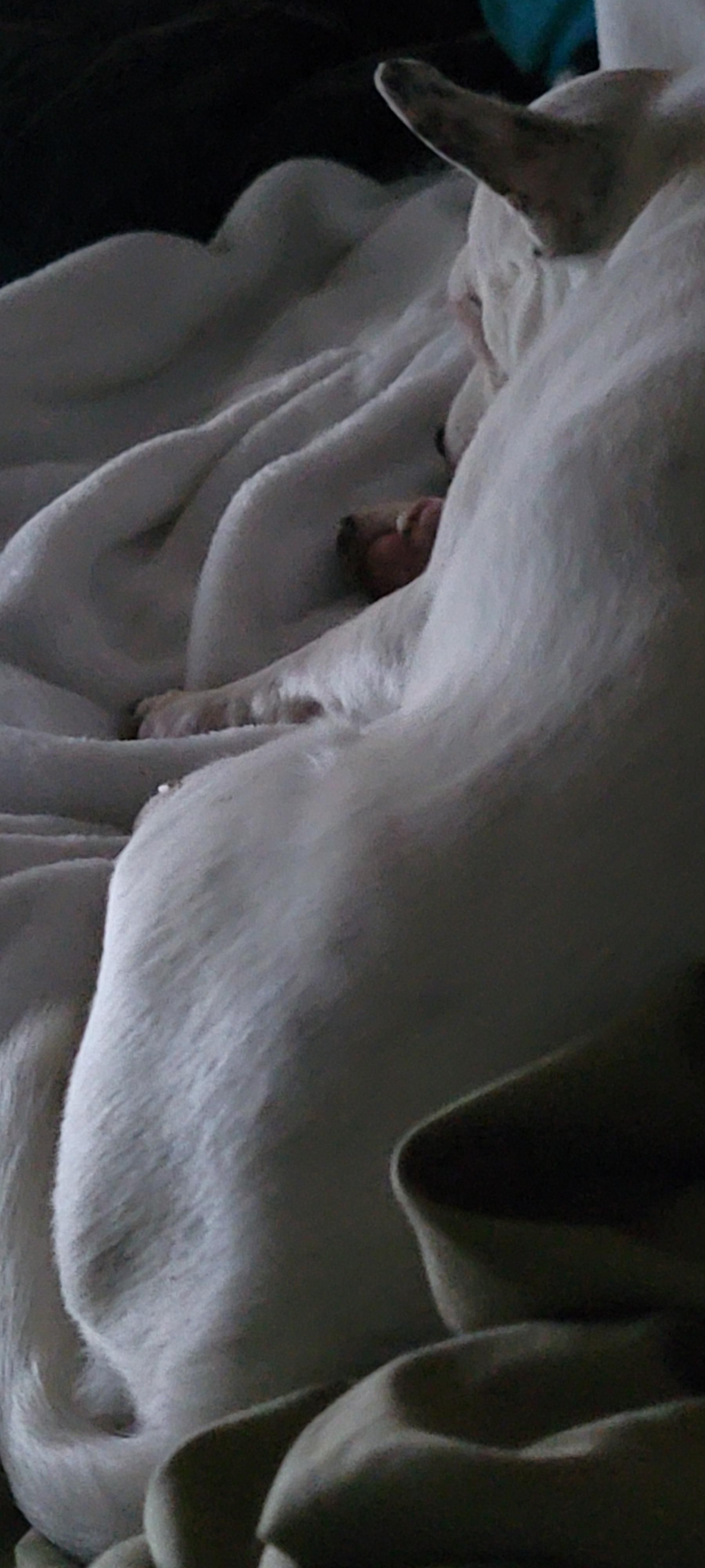 White chihuahua asleep on rumpled bedding in faint light of dawn
