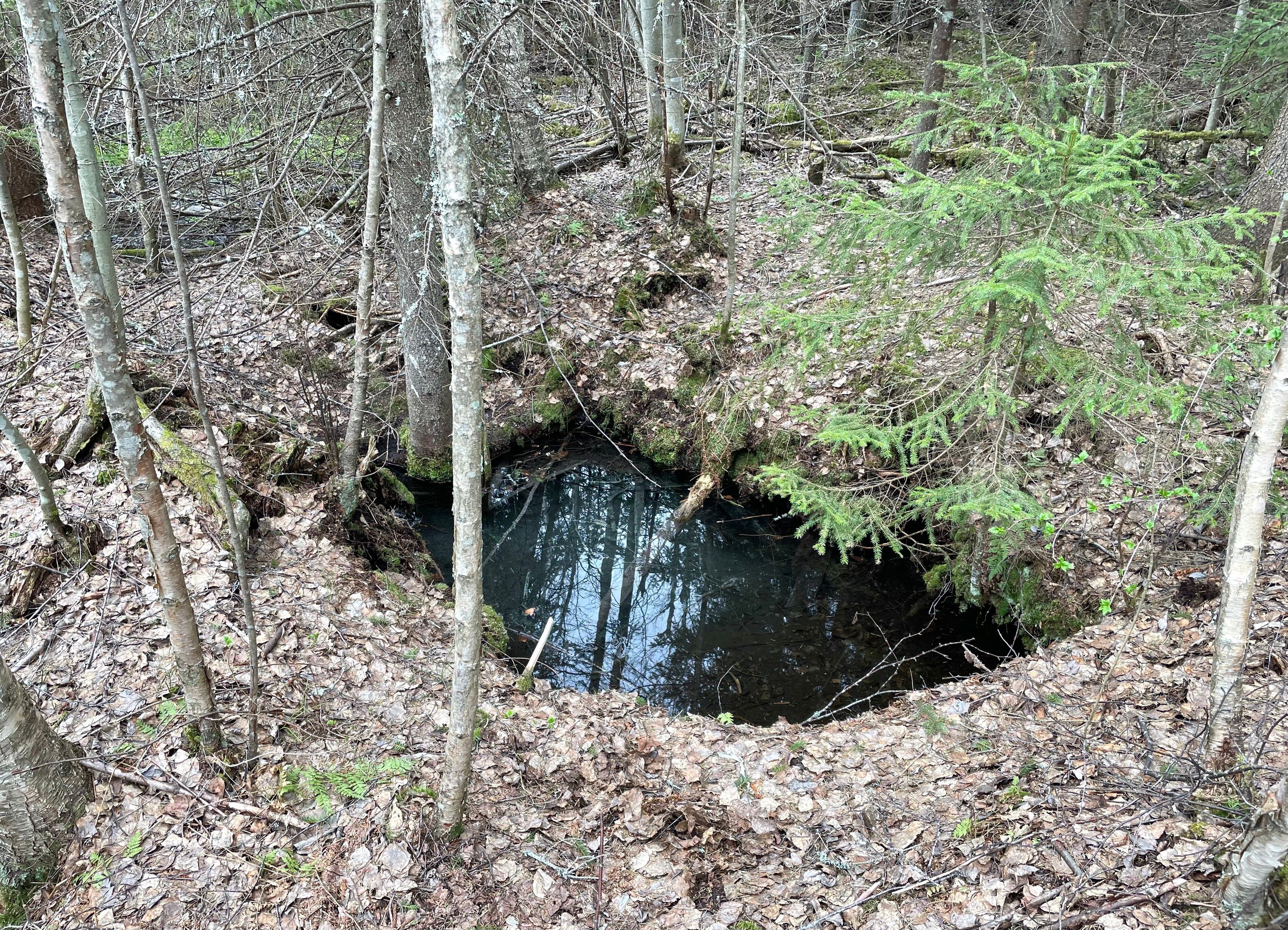 Pieni allikkolähde keväällä edellisvuoden ruskeiden lehtien peittämässä metsässä.