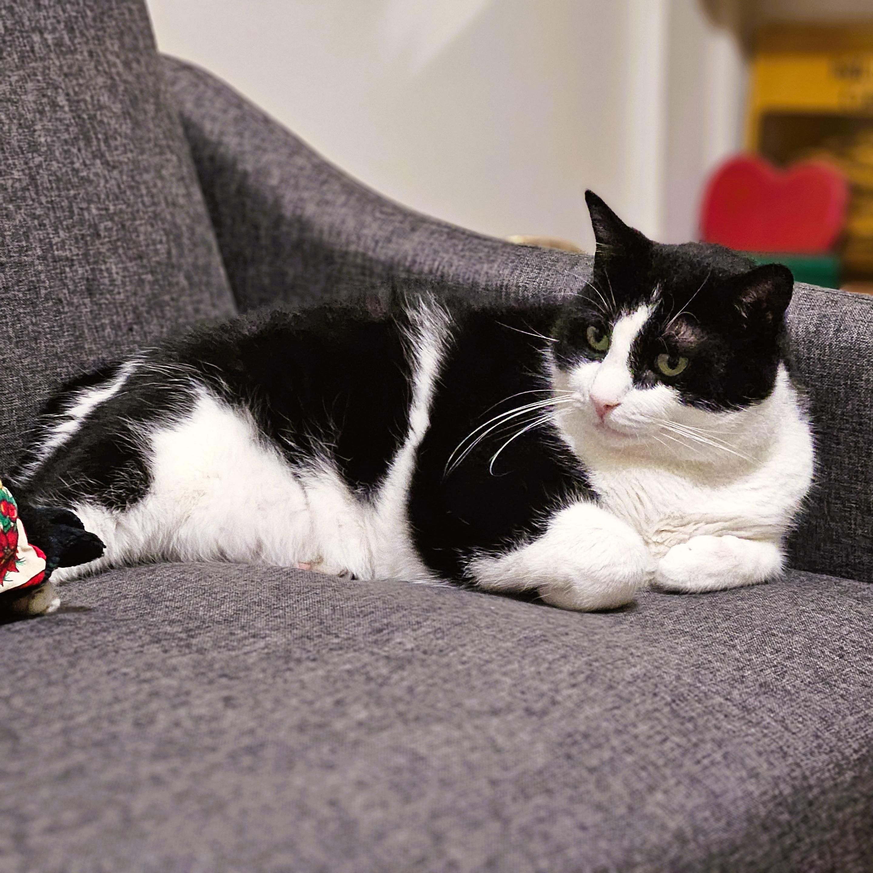 Tuxedo cat relaxing on grey sofa.