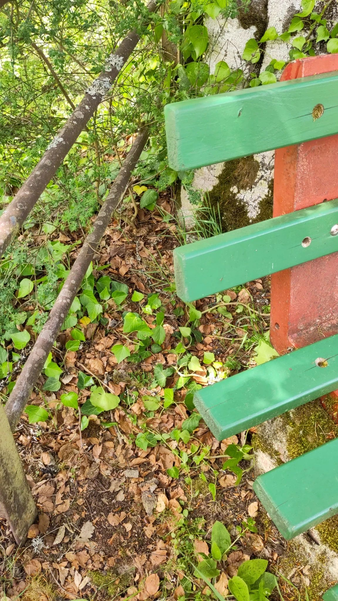 Die leeren Kunststoff-Getränkeflaschen hinter der Sitzbank auf der Burgruine Unter-Falkenstein wurden von uns eingesammelt.