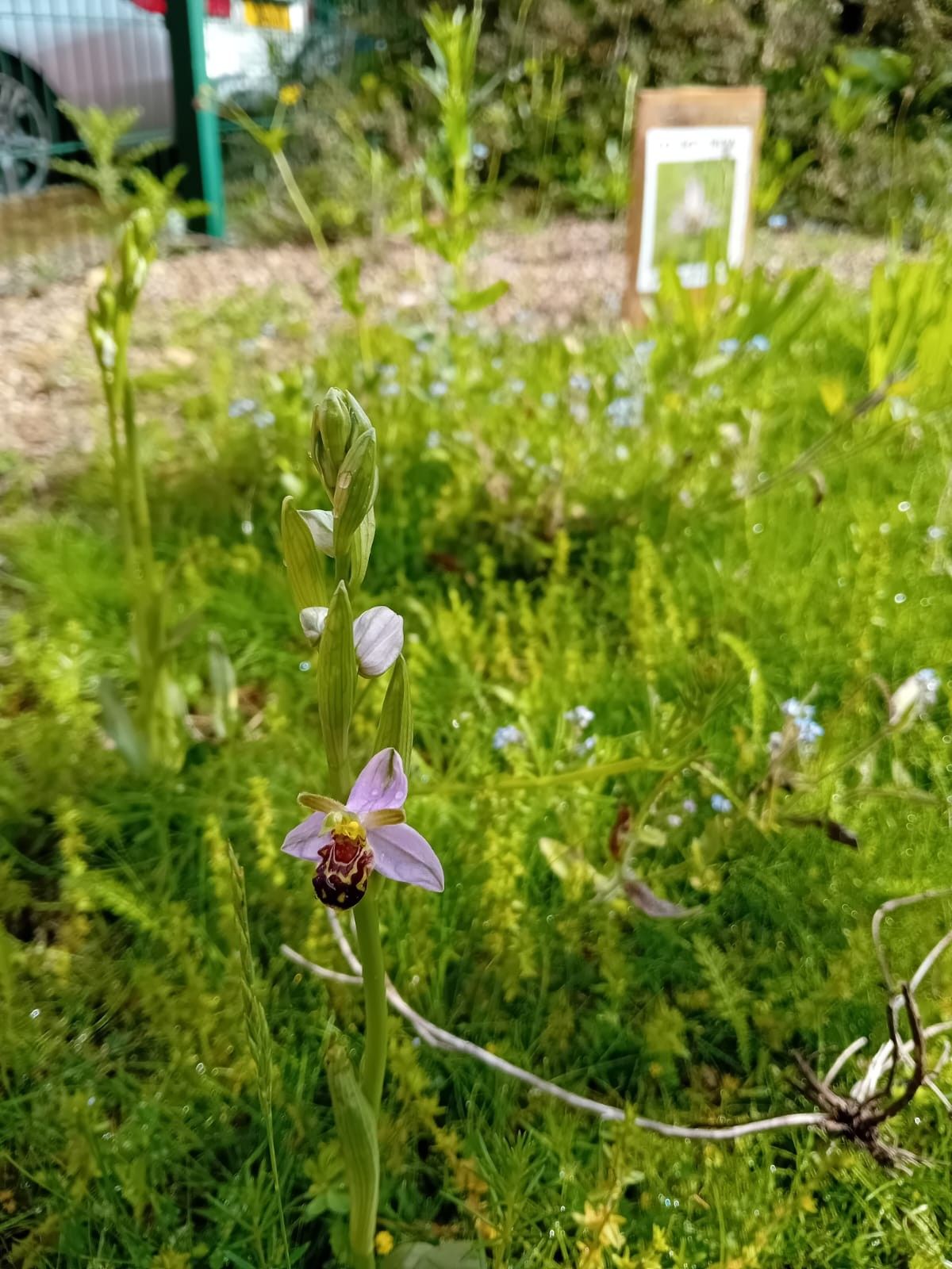 Close up photo of a bee orchid in the grass. A sign, a car, and a fence in the distance.