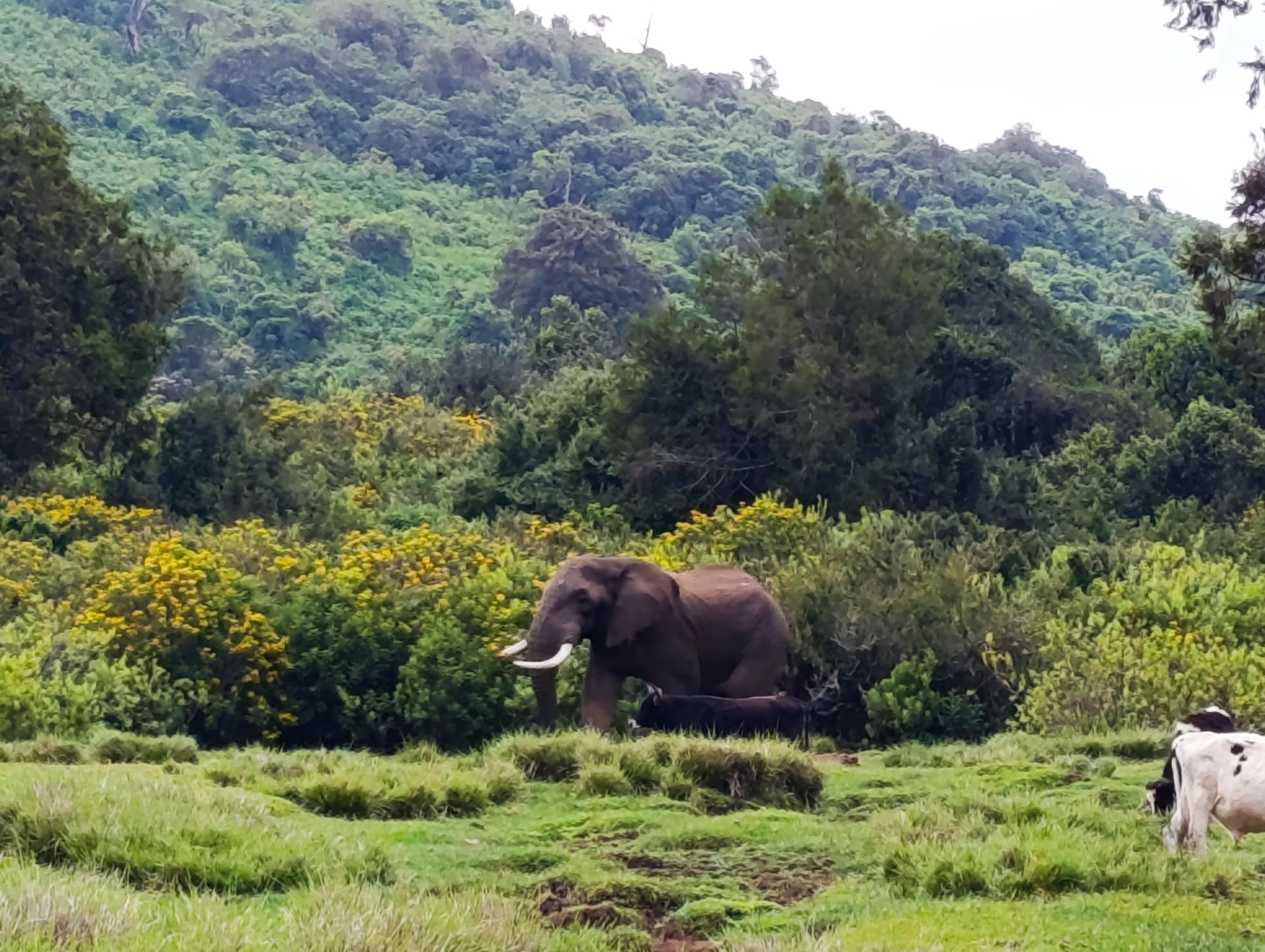 Elephant grazing with cows in the forest 