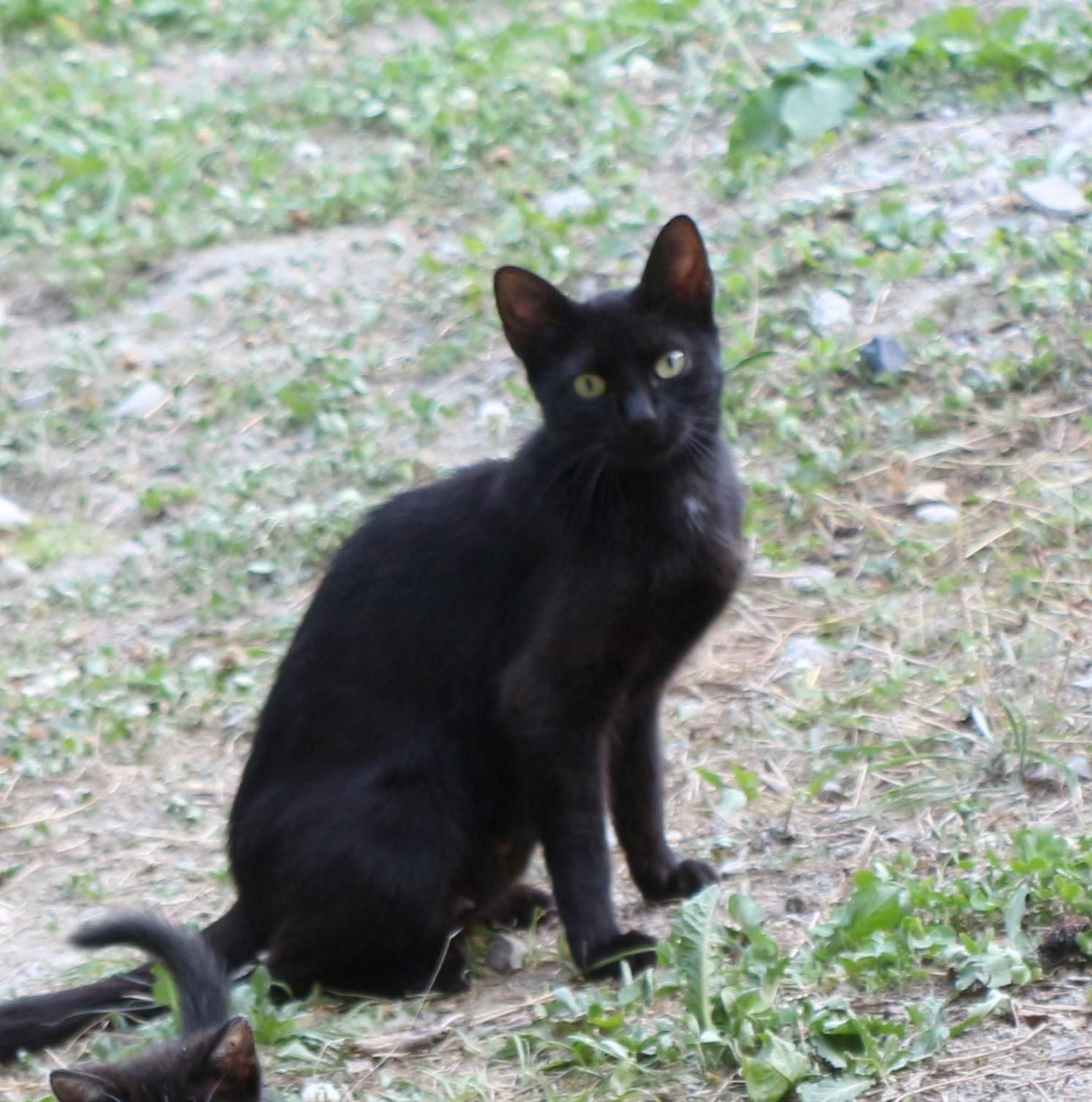 l'une des chattes en question, une minette noire avec un discret médaillon blanc.
