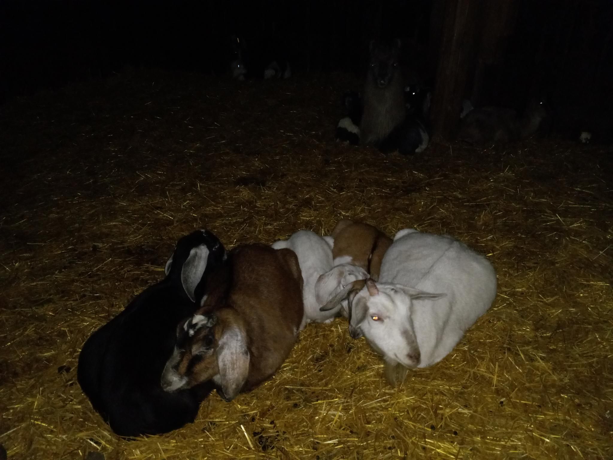 A clump of 5 goats all snuggled together laying on straw in a barn.  In the background you can barely see the llama-and-goat snuggle pile from the previous photo.