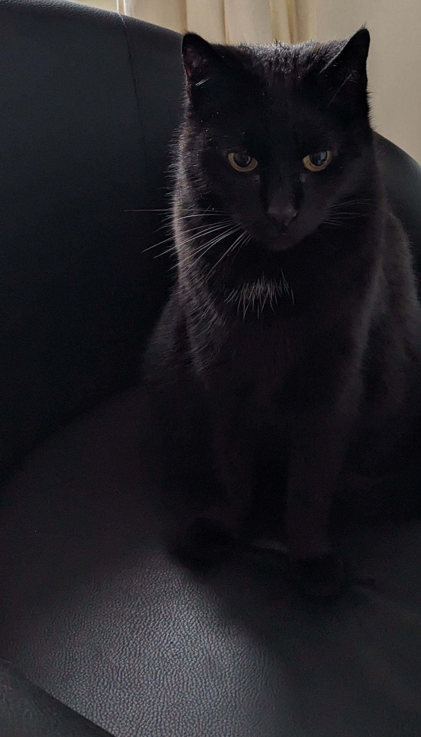 Black cat sitting up and looking at the camera