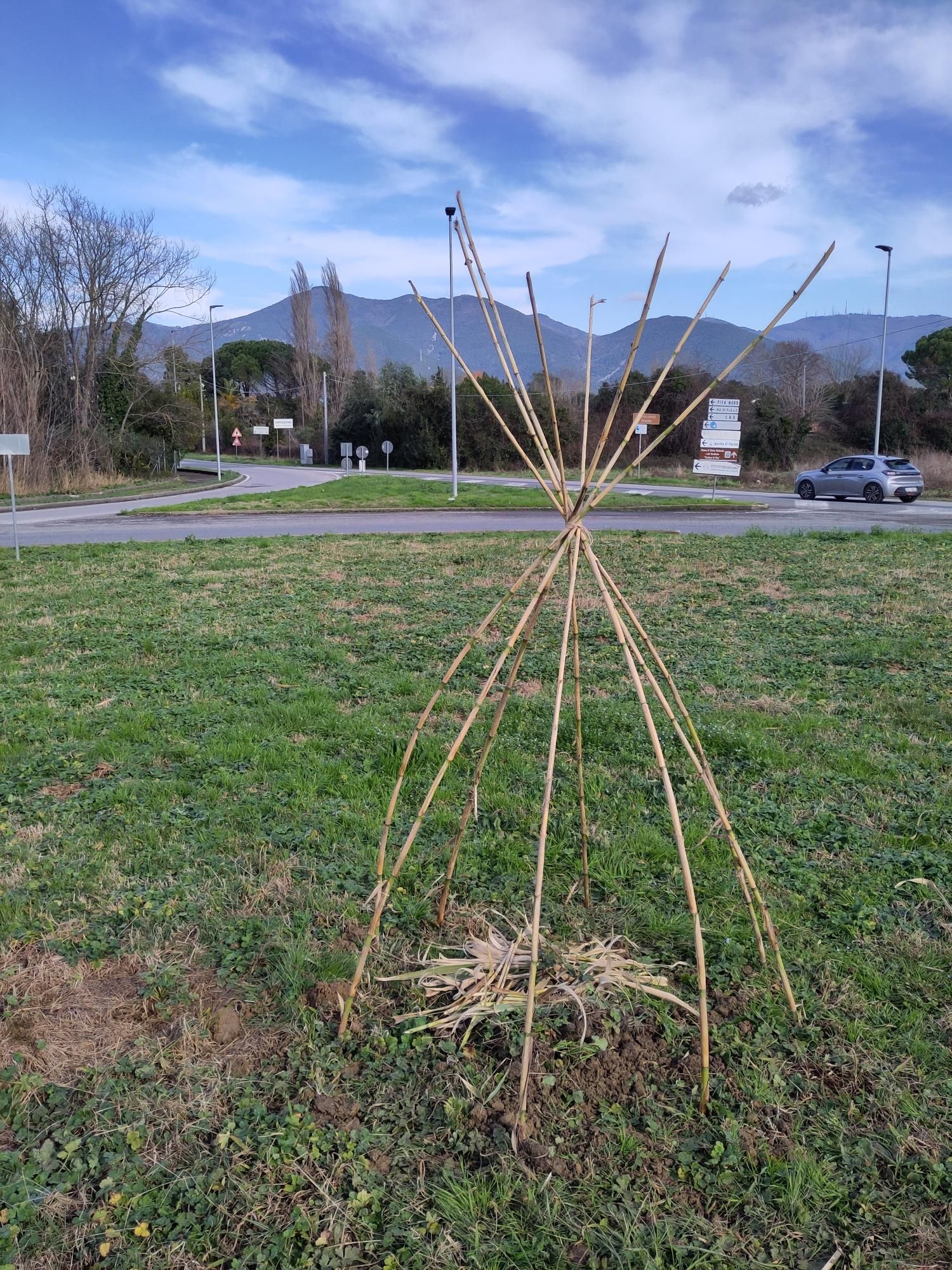Struttura di cannicci che protegge un quercia sughera al centro di una rotonda. Sullo sfondo,  il Monte Pisano.
