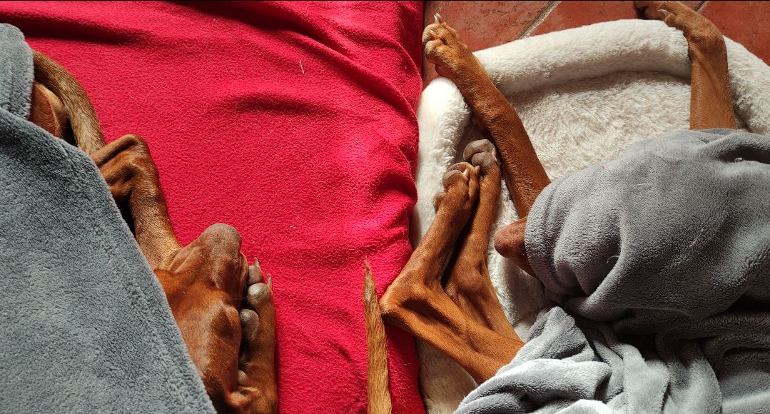 nasi e zampe di bionde che escono da coperte grigie su cuscini bianco e rosso