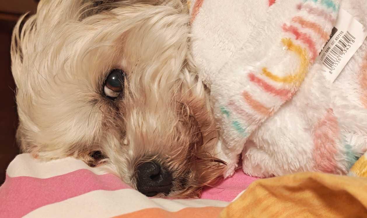 Cagnolina beige sdraiata su un lenzuolo e coperta da un plaid in pile guarda l' obiettivo con l' aria di chi stamattina può rimanere a letto e tu no. 