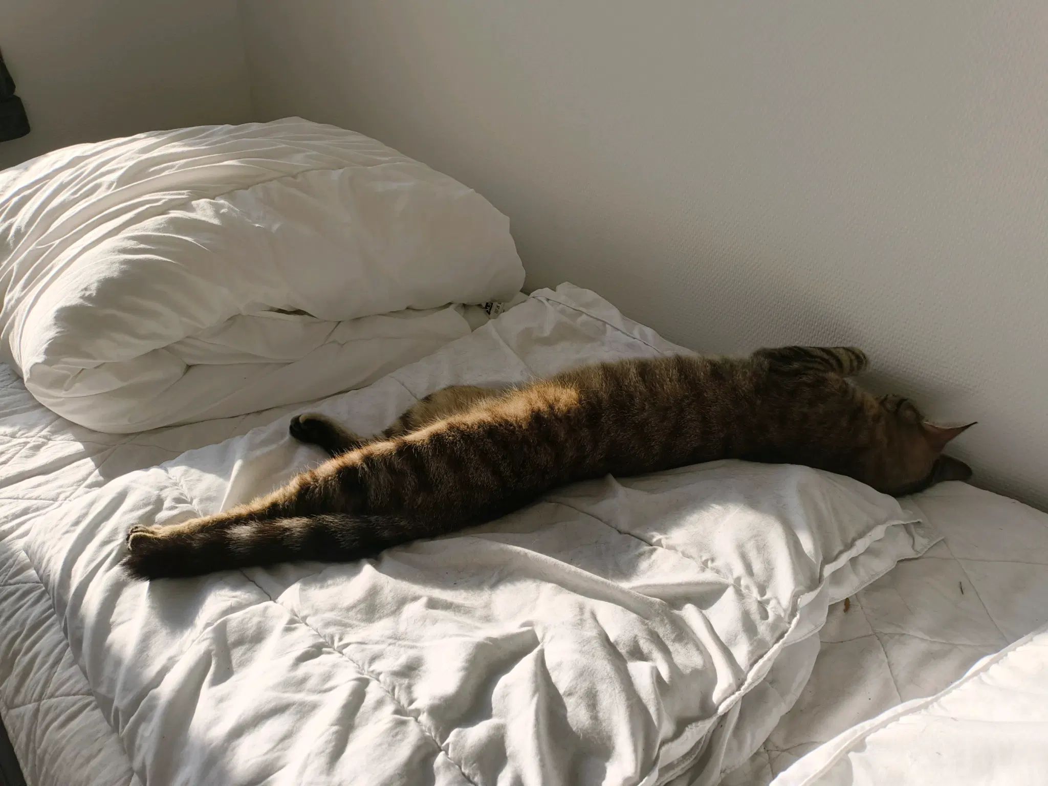 long cat