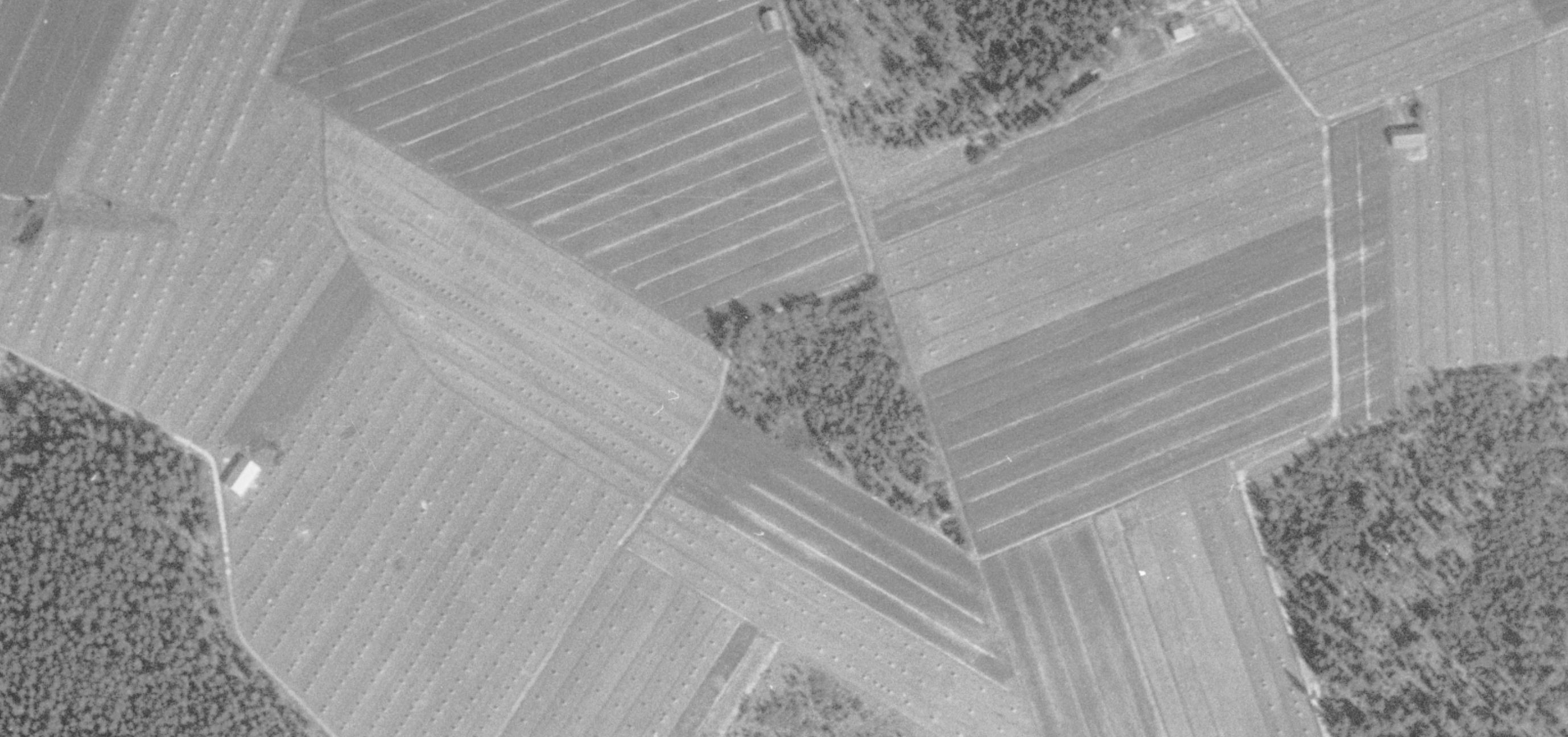 Ilmakuva sarkaojitetuista pelloista, joilla on heinäseipäitä pitkinä riveinä. Keskellä peltoja on pensaikkoinen metsikkö.