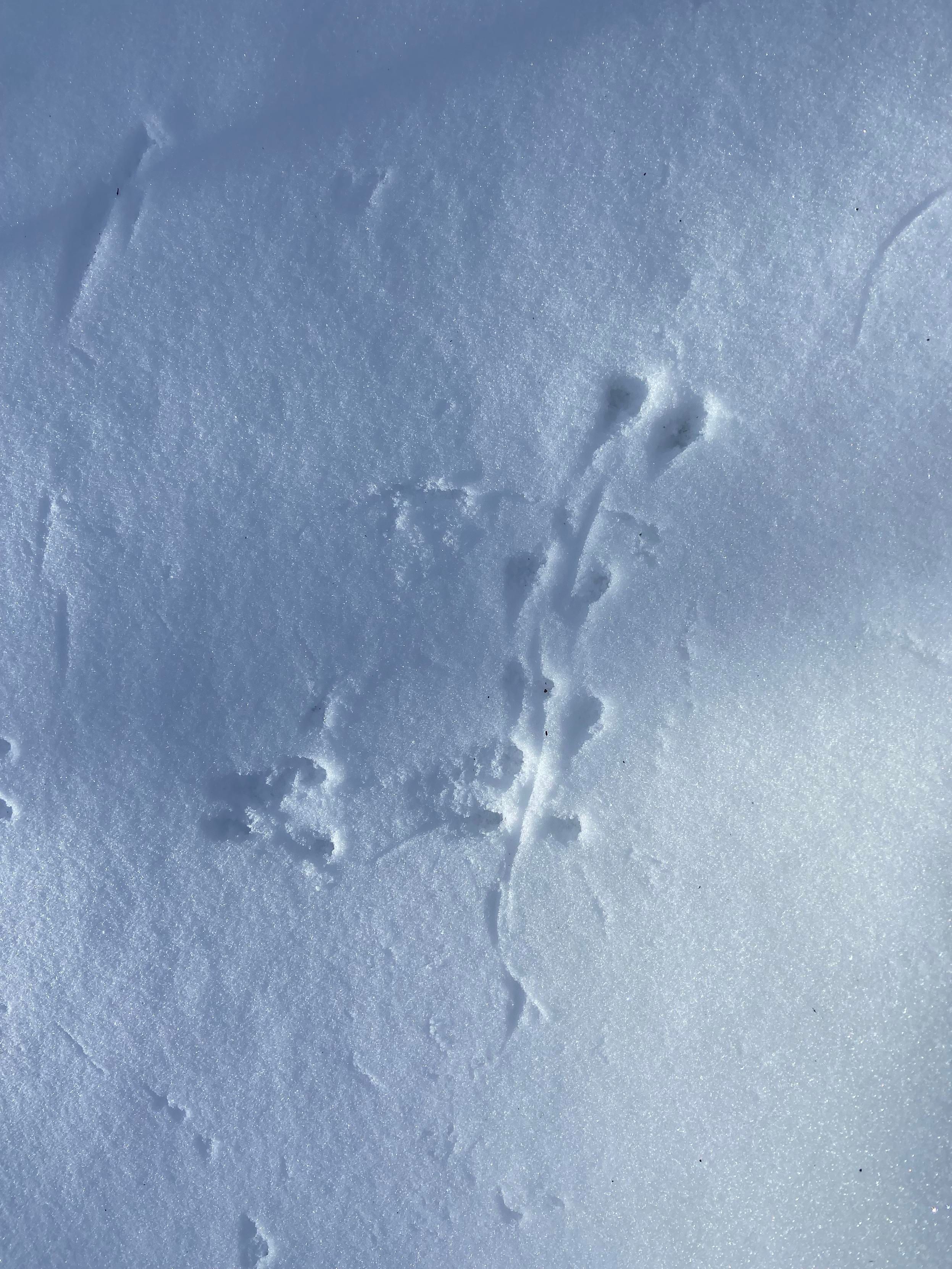 Snow with tracks of a small animal with a tail. Pairs of deeper impressions, with curved thin lines from the tail. 