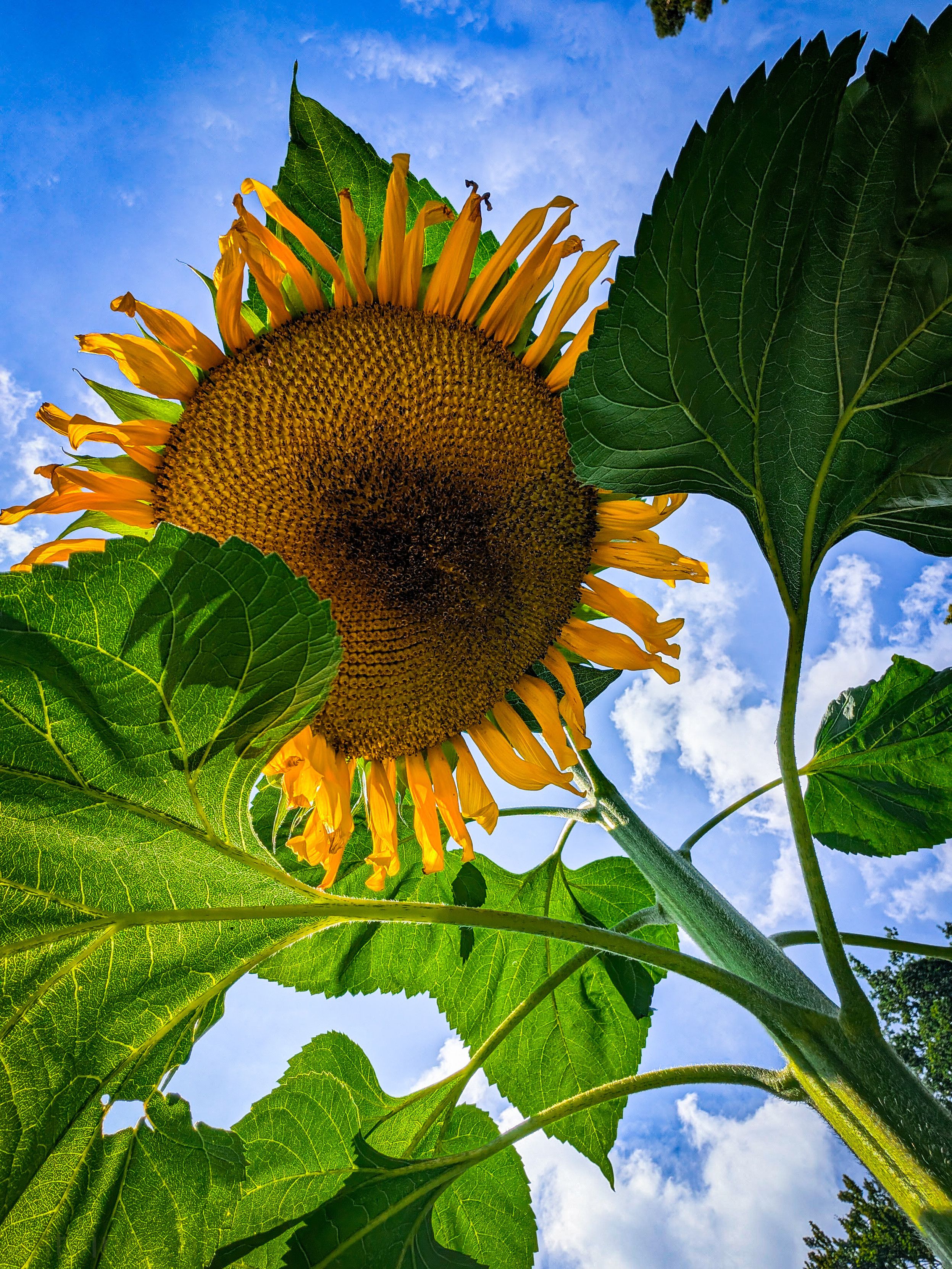 The camera is looking up at the sunflower, which fills the top half of the frame. The focus is sharp on the sunflower head, which has bright yellow petals and a dense, dark brown center. The petals are slightly curled and appear to be in full bloom.

Large, vibrant green leaves with prominent veins are visible in the foreground, framing the bottom of the sunflower and the stem. The leaves create a sense of depth and scale, emphasizing the size of the plant.

The background is a clear blue sky with fluffy white clouds, which provides a beautiful contrast to the bright colors of the sunflower and leaves. 

The overall impression is one of natural beauty and growth, capturing the magnificence of the sunflower from a unique perspective.