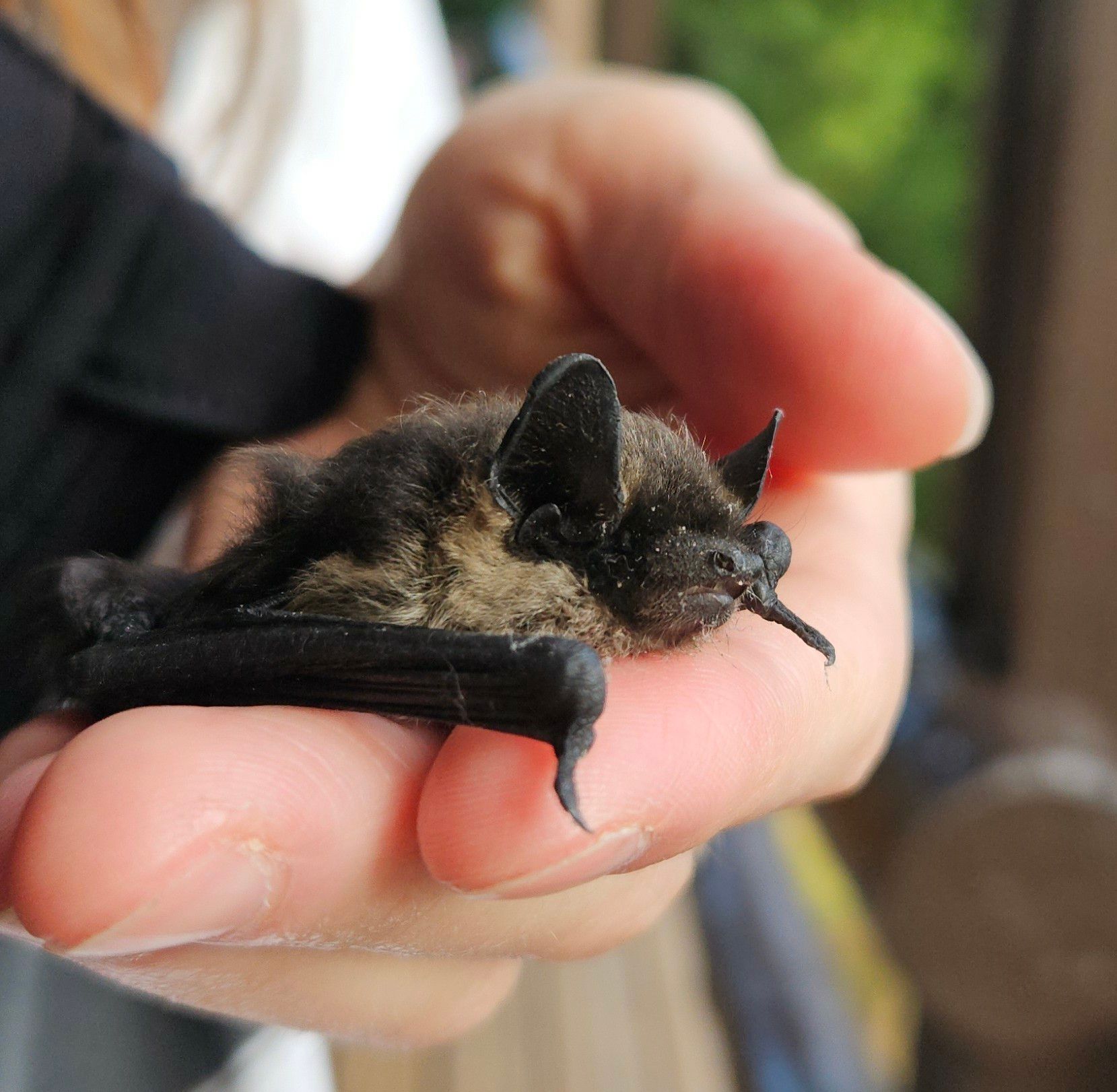 Lepakko ihmisen kädellä.