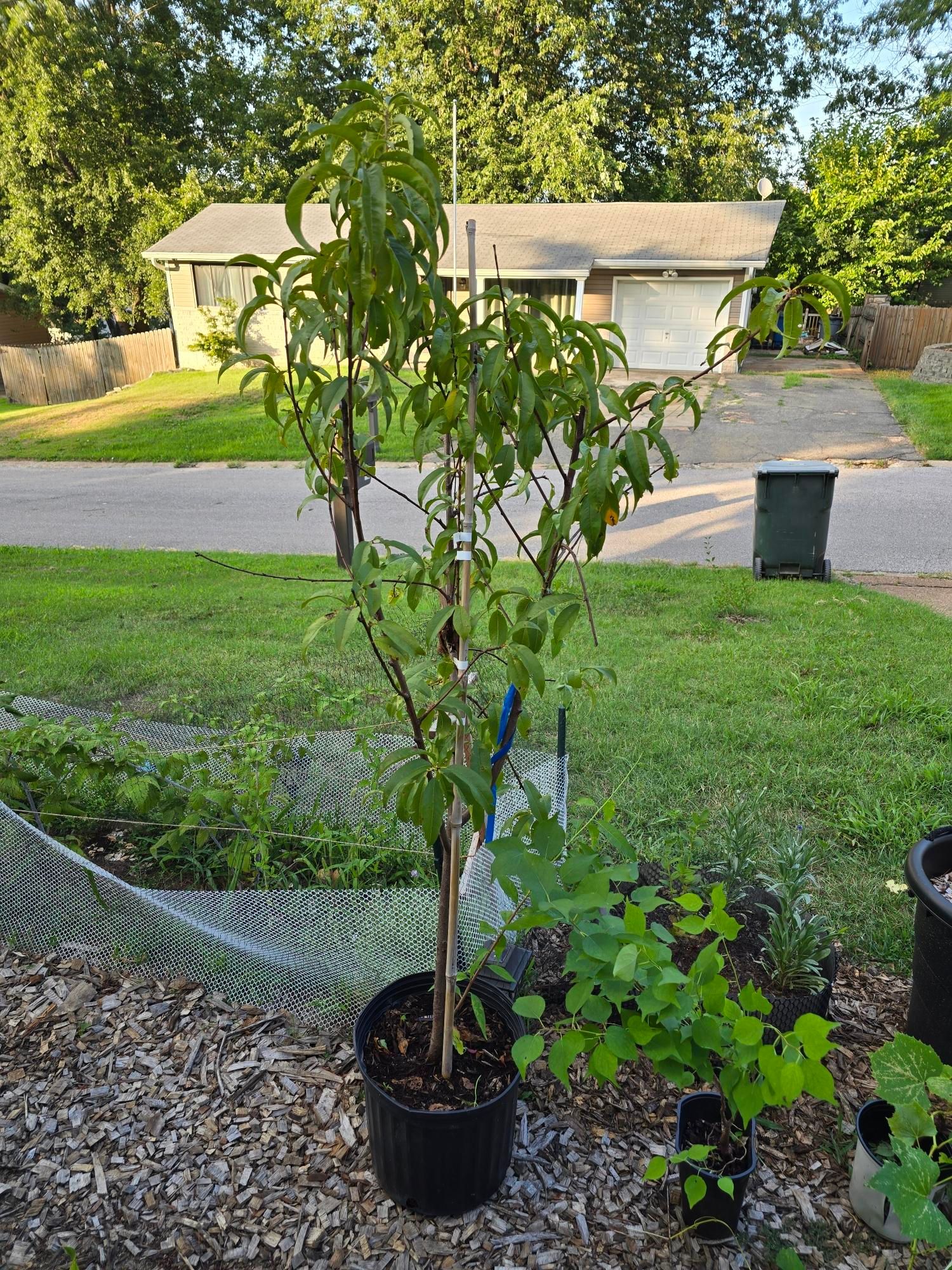 A Saturn peach tree sitting in our yard by our raspberry bed and a Pixie-cot apricot tree. There is a recycling bin in my front yard and you can see my neighbors house.