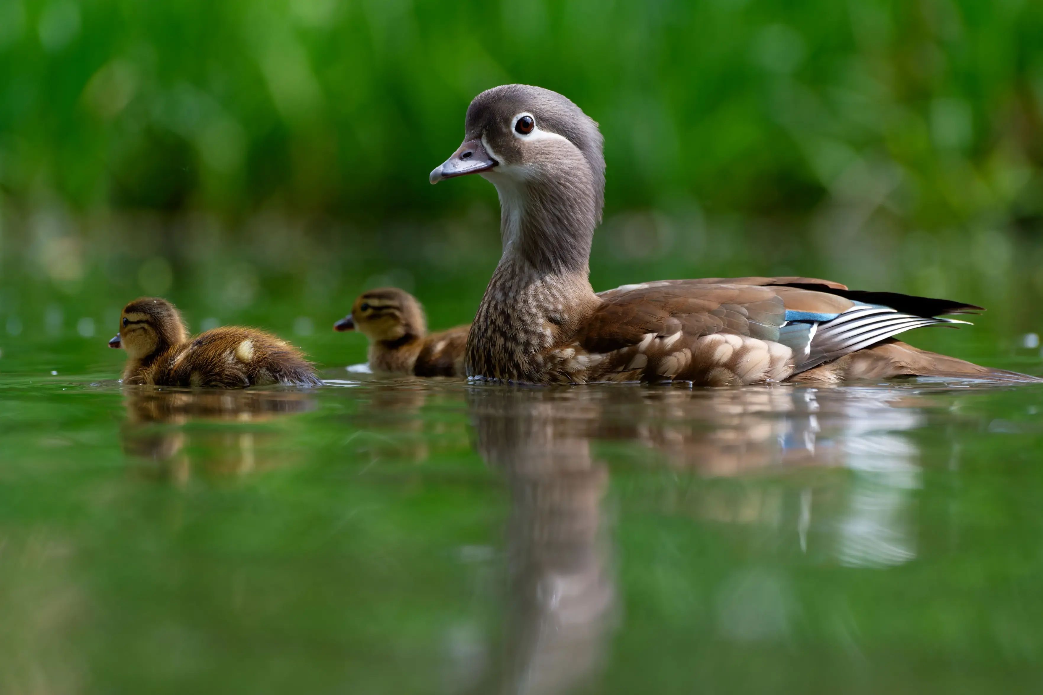 Female Mandarin duck with its chicks on green background.