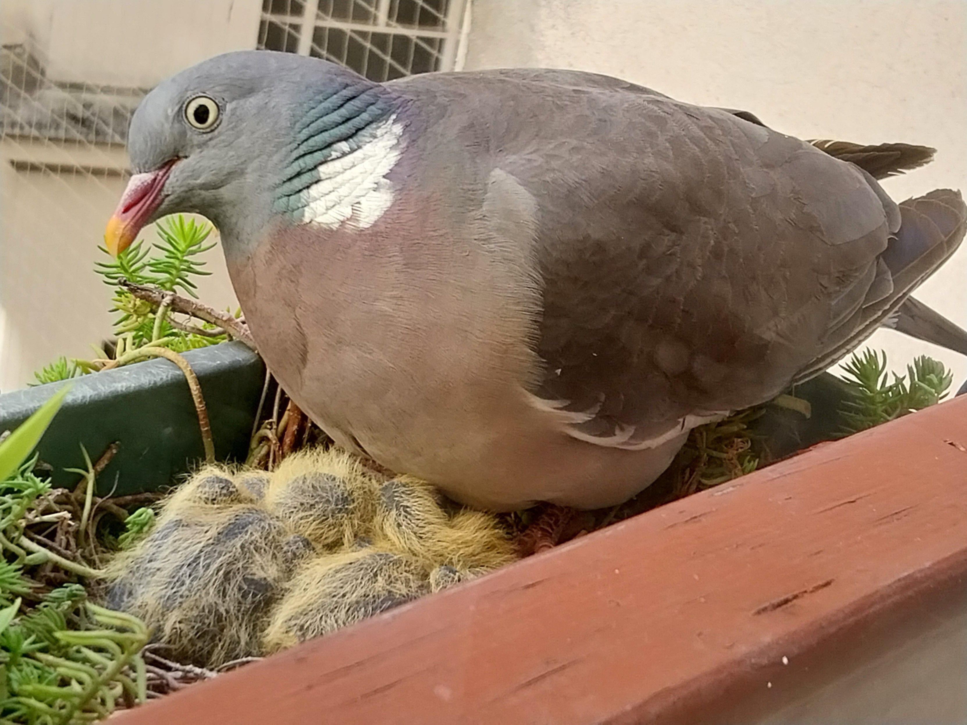 Beau ramier bien gras, avec à ses pieds les deux poussins moches
Le tout dans ma jardinière de sédums