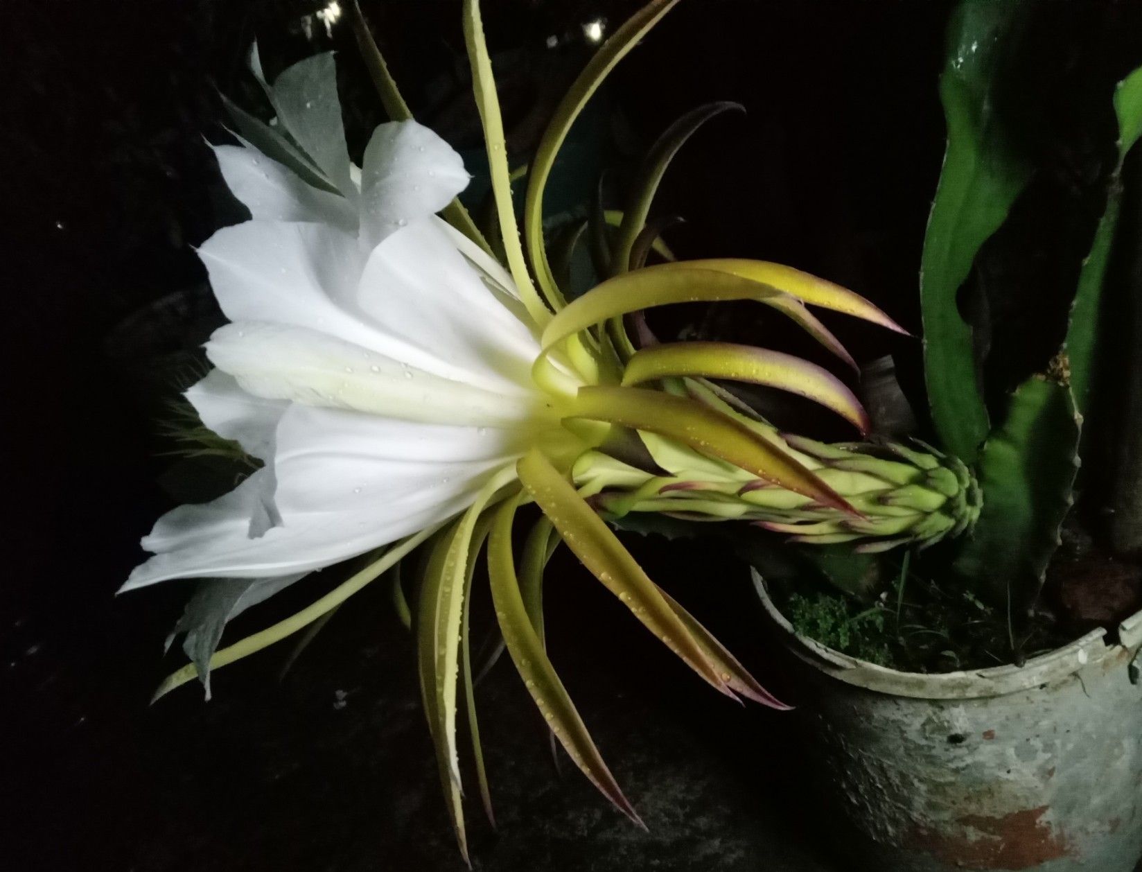 A dragon fruit flower from side