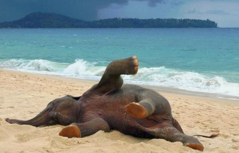 Tre foto di elefantino che si ruzzola sulla spiaggia 🐘