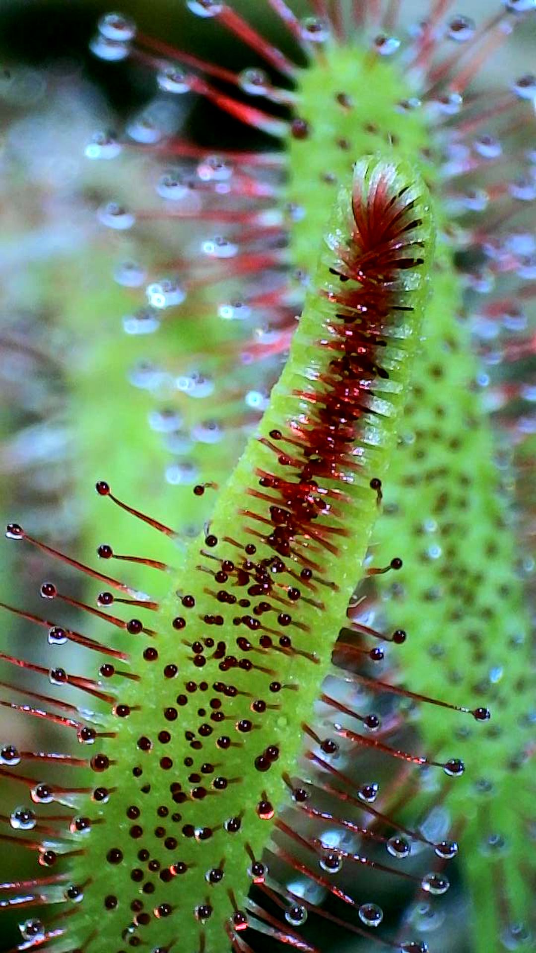 Closeup of a newly opening Drosera capensis leaf, half is still closed. 