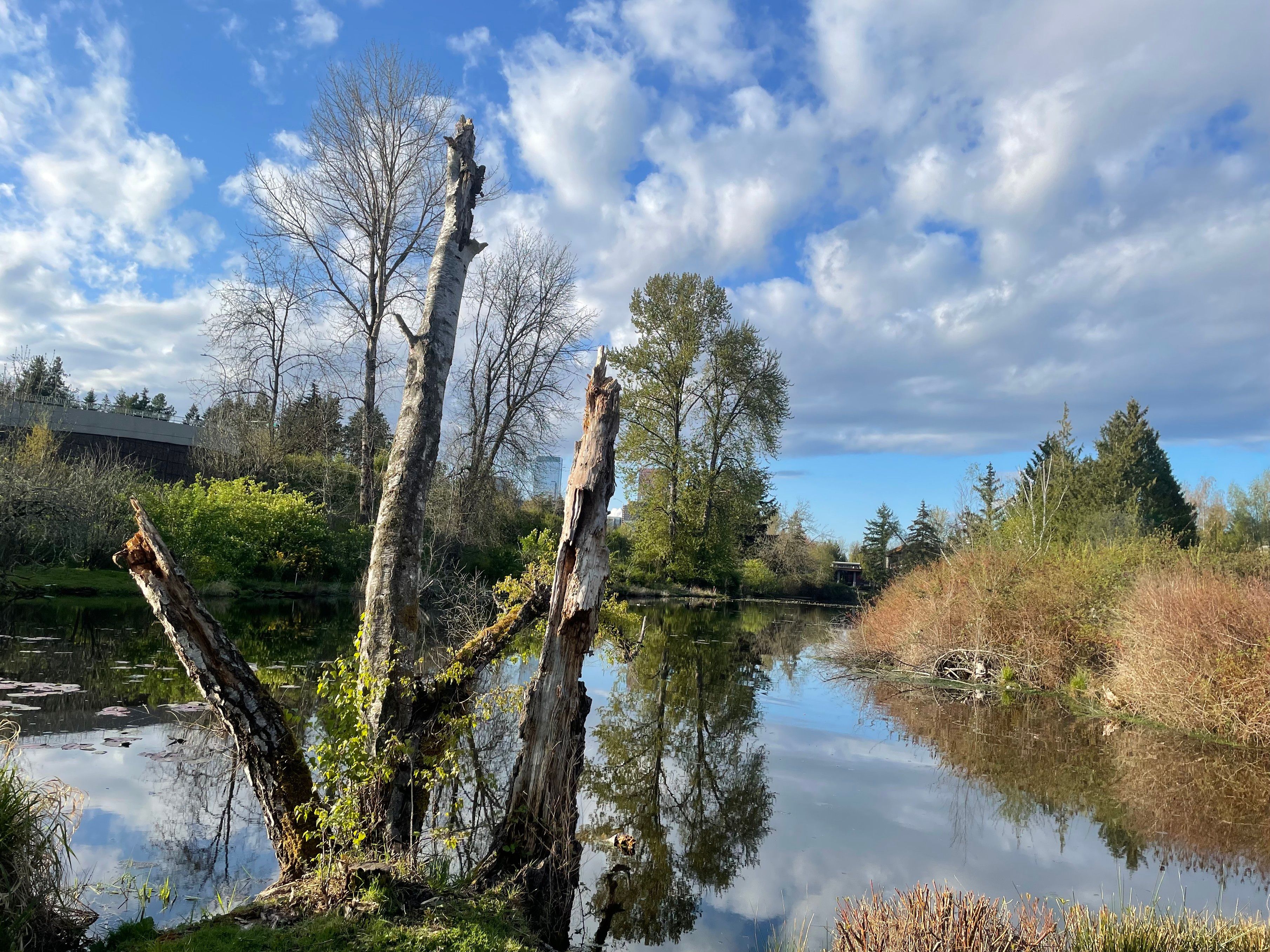 A three trunked snag juts out over a slough (slow moving water) - white puffy clouds and blue sky above