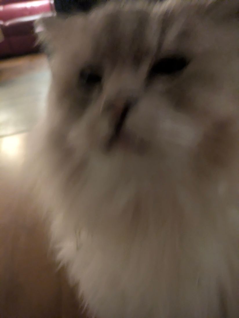 close-up cat photo, very blurred and moved, cat has dramatic face expression