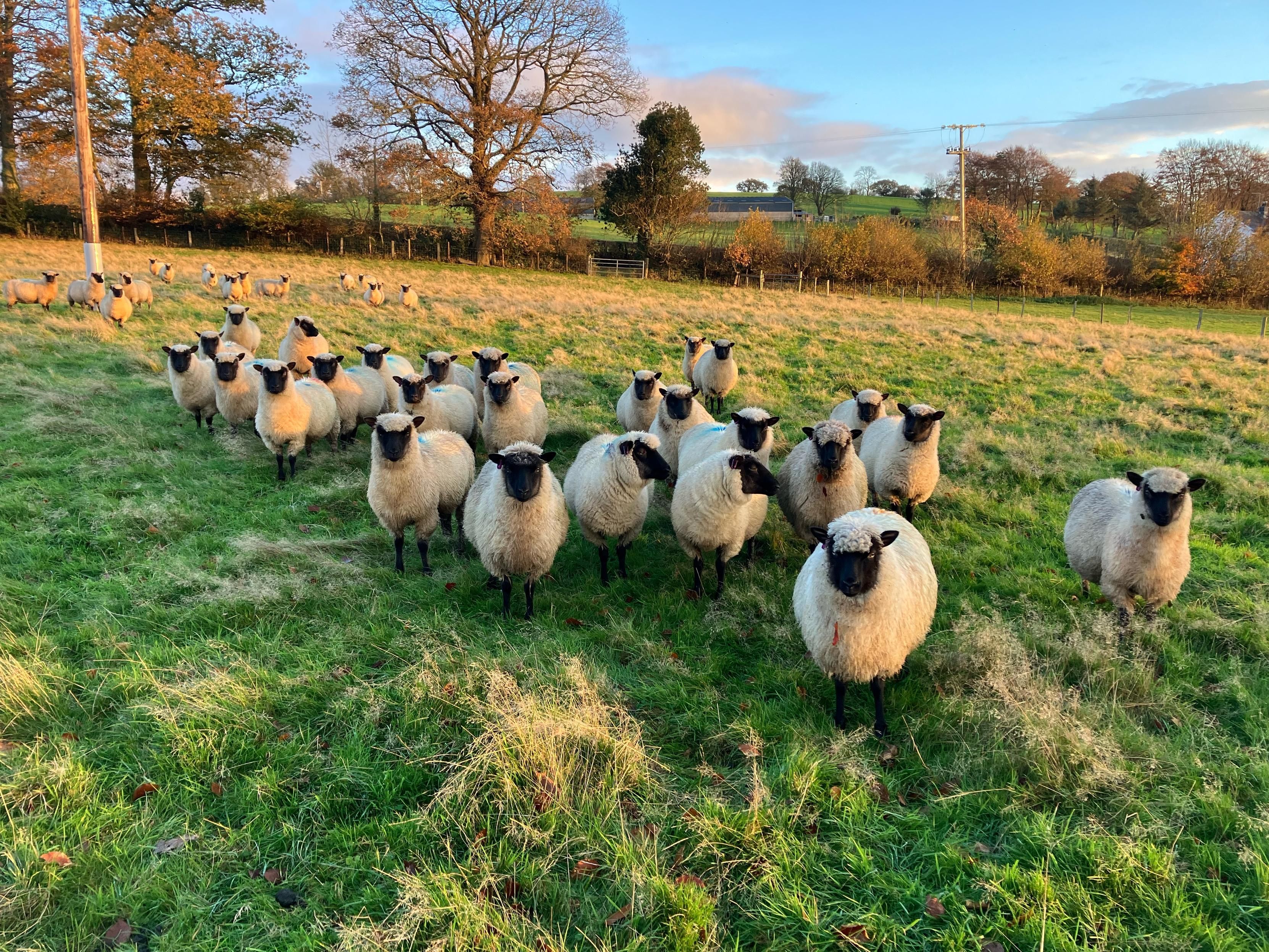 Photo of a small flock of Llanwenog sheep in a field of grass. The sheep have white fleeces with black faces and legs. The fleece comes down over their foreheads. They are all (well mostly, one or two aren’t paying attention) at the camera as they hope the camera person (me) is carrying food (I’m not). The autumn sun is on its way down casting a warm glow over the field and sheep. It also catches the large trees on the far side of the field to the left, now mostly bare of leaf.