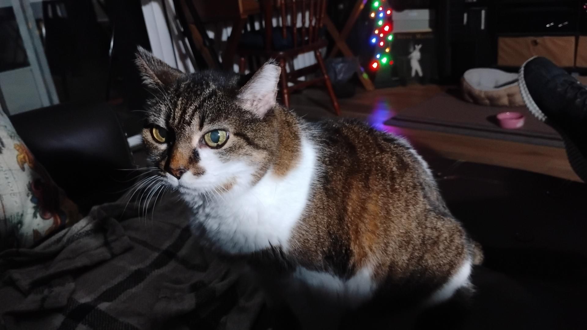 My brown and white short haired cat with what appears to be an angry face.
