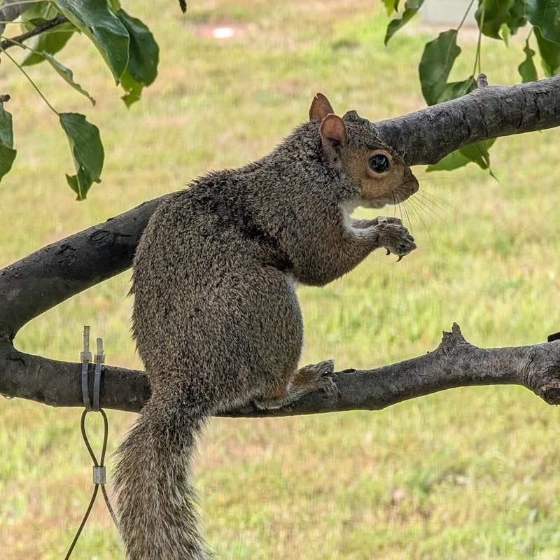 Squirrel sitting up on a tree branch with food in his hands
