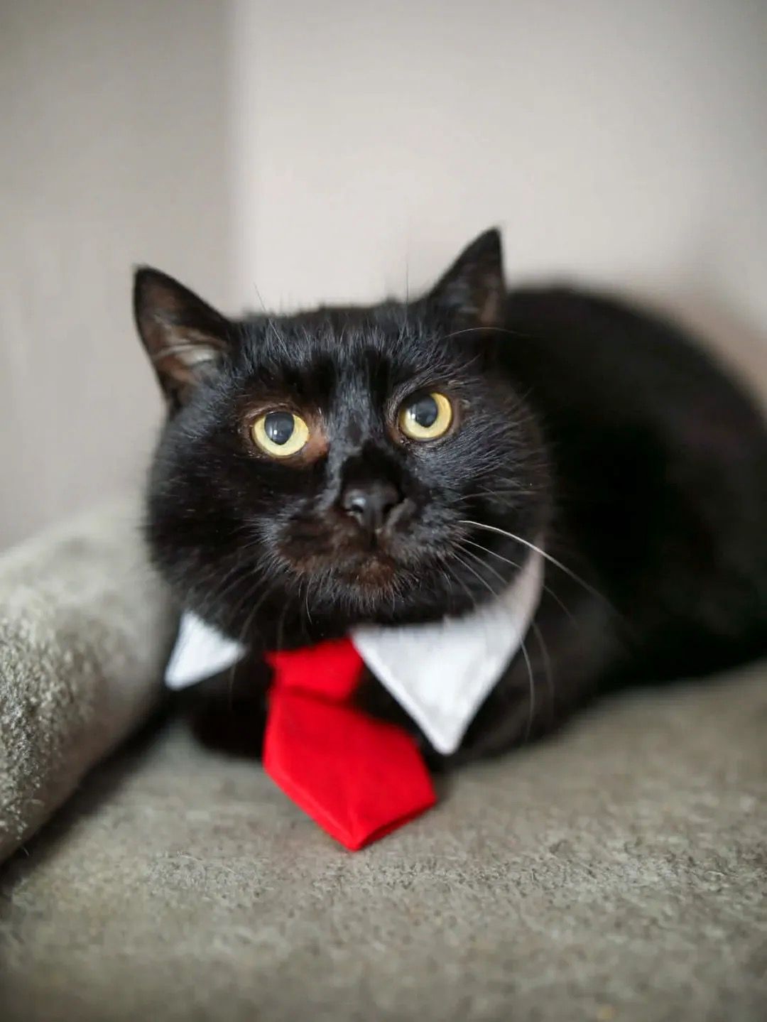 A dapper black kitty with bright, curious eyes, lounging like he owns the place rocking a crisp white collar and a bold red 