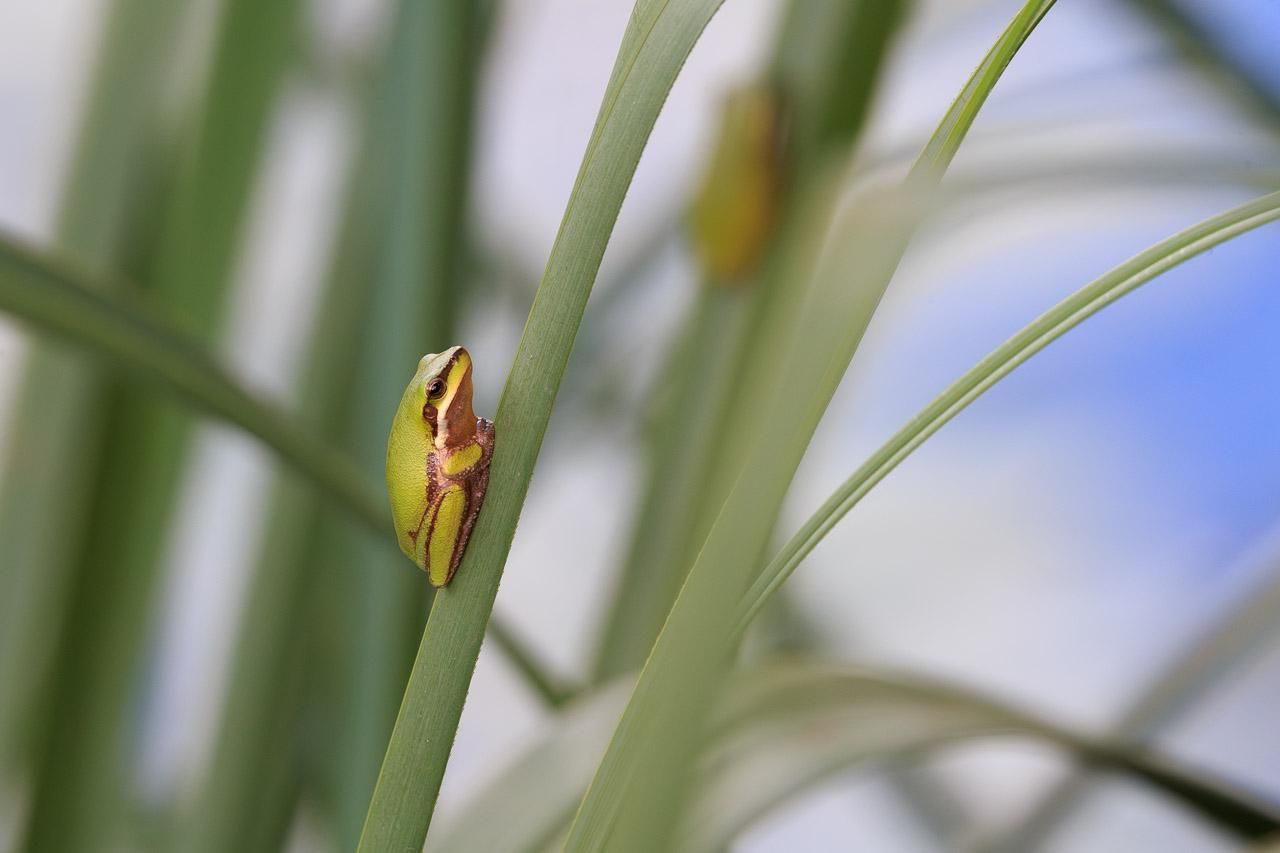 A small green frog with its legs tucked up under it, sitting vertically on a reed leaf. It has a dark strip through the eye and pale underbelly. 