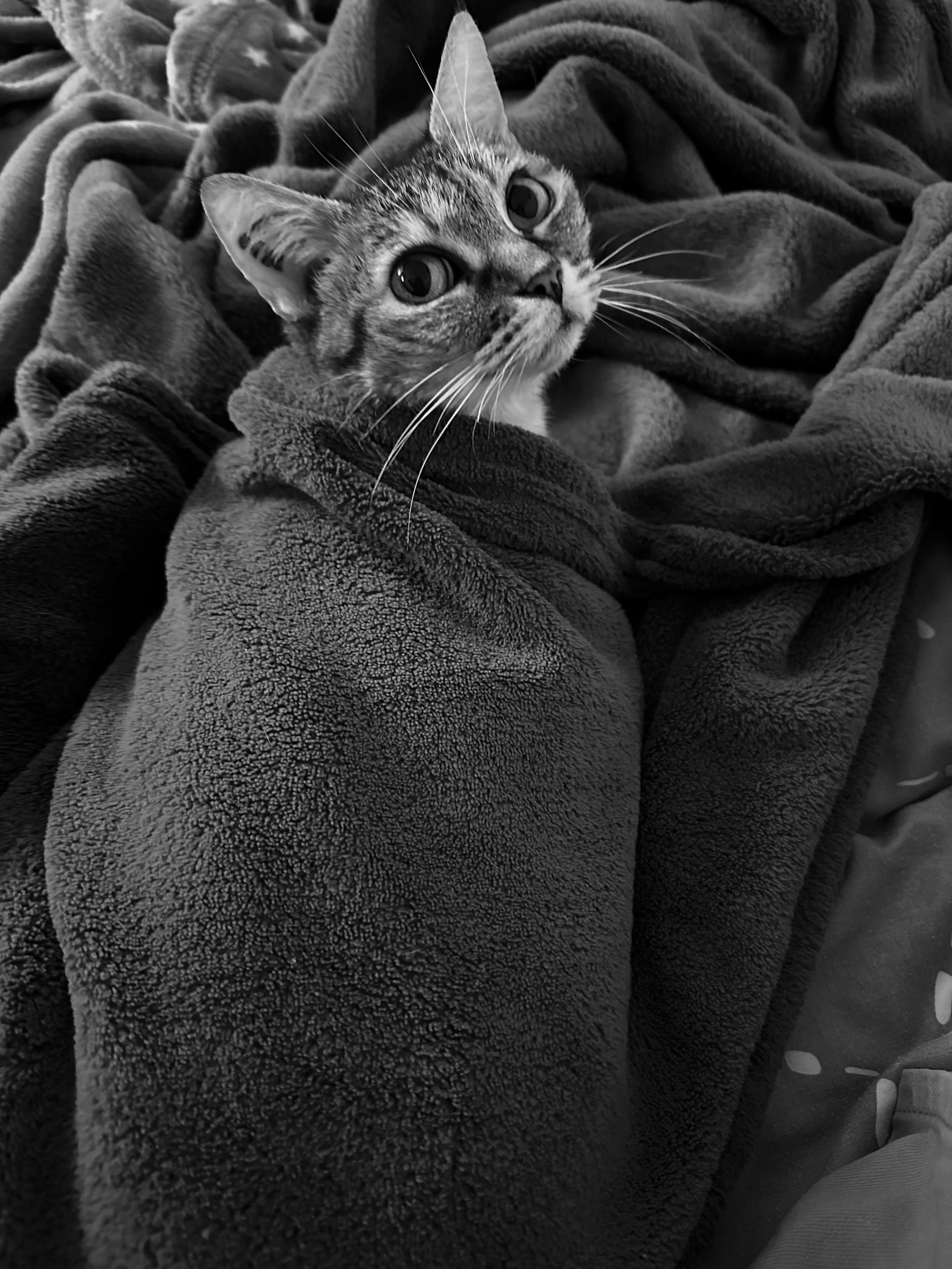 Cat's in the bed, wrapped in a soft duvet. She's looking back at me in a very cute manner.