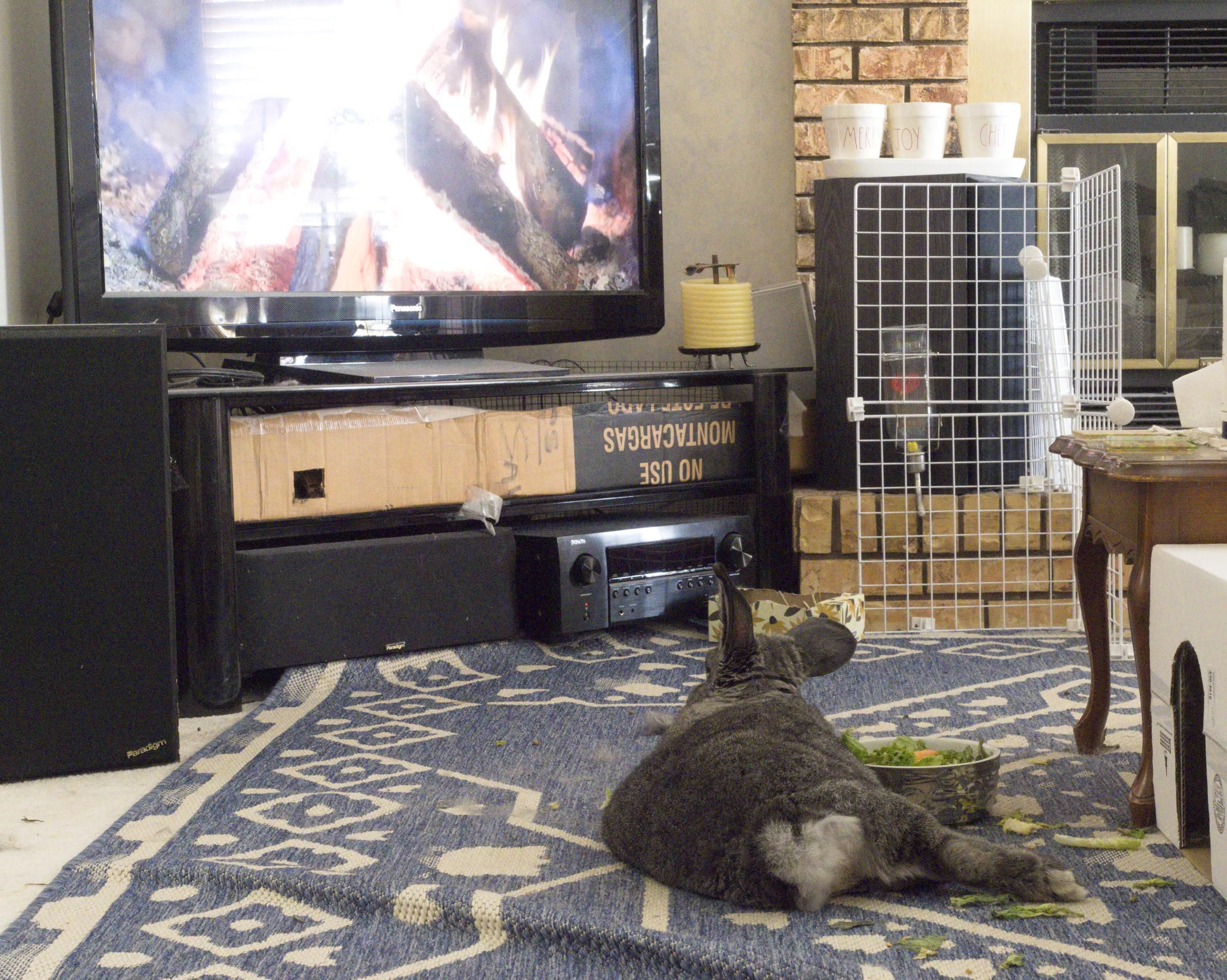 George, a very large greyish-brown house rabbit with one erect ear, one lop ear, a big fuzzy tail that's white underneath, and a large belly, lies flat on a rug in the living room.  His belly is flat to the floor (mostly) with his head held erect and off the carpet, but his back legs are fully stretched out to one side and behind him.  He lays amongst the furniture, his food bowl, some salad scattered around him, and a white box with large holes cut in opposite ends to serve as a hidey-burrow.

He is facing, and appears to be watching, the "summer firepit" channel on the flat screen TV beyond him.
