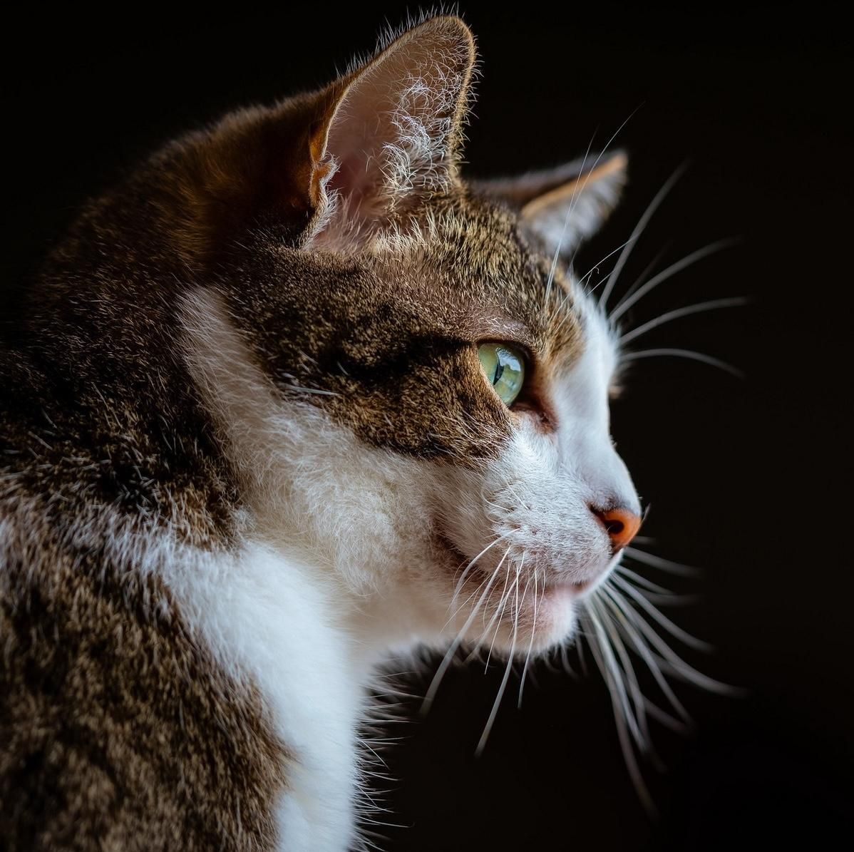Foto di profilo di gatto tigrato grigio con muso e pettorina parzialmente bianchi