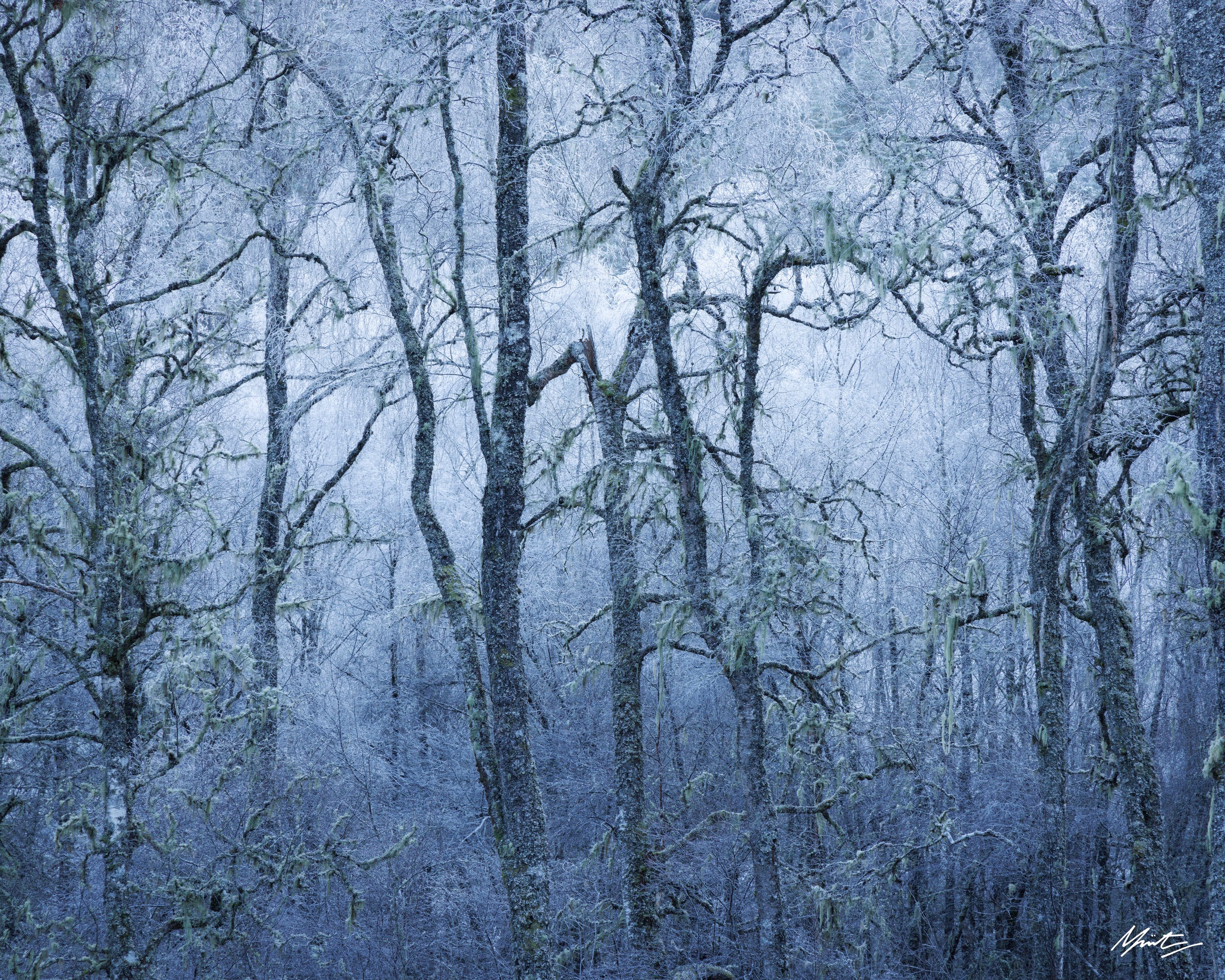 birch trees encrusted in hoar frost