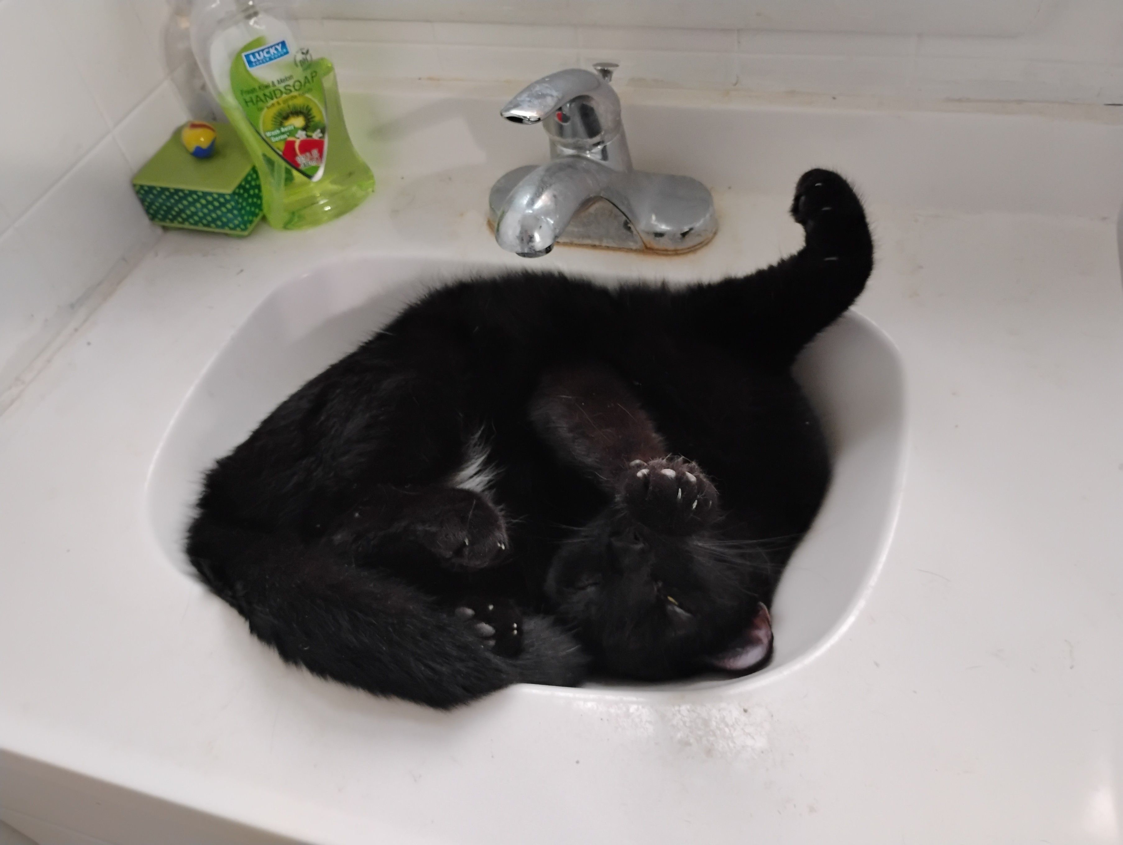 A black cat lies in the bathroom sink belly-up with his legs splayed out here and there. It give the distinct impression that he does not give any shits about anything.