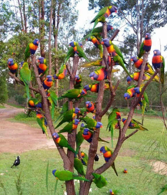 A pruned-back deciduous tree filled with brightly-coloured tropical birds 