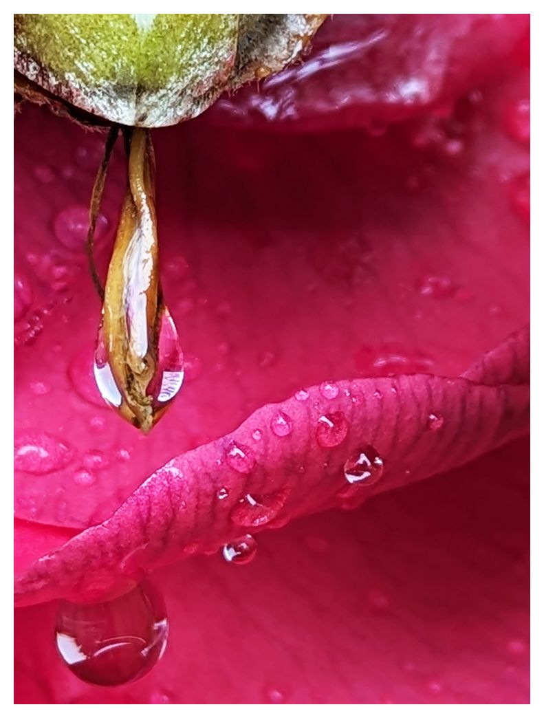 AI-assisted alt text:

	
A close-up of a pink flower petal covered in water droplets.
