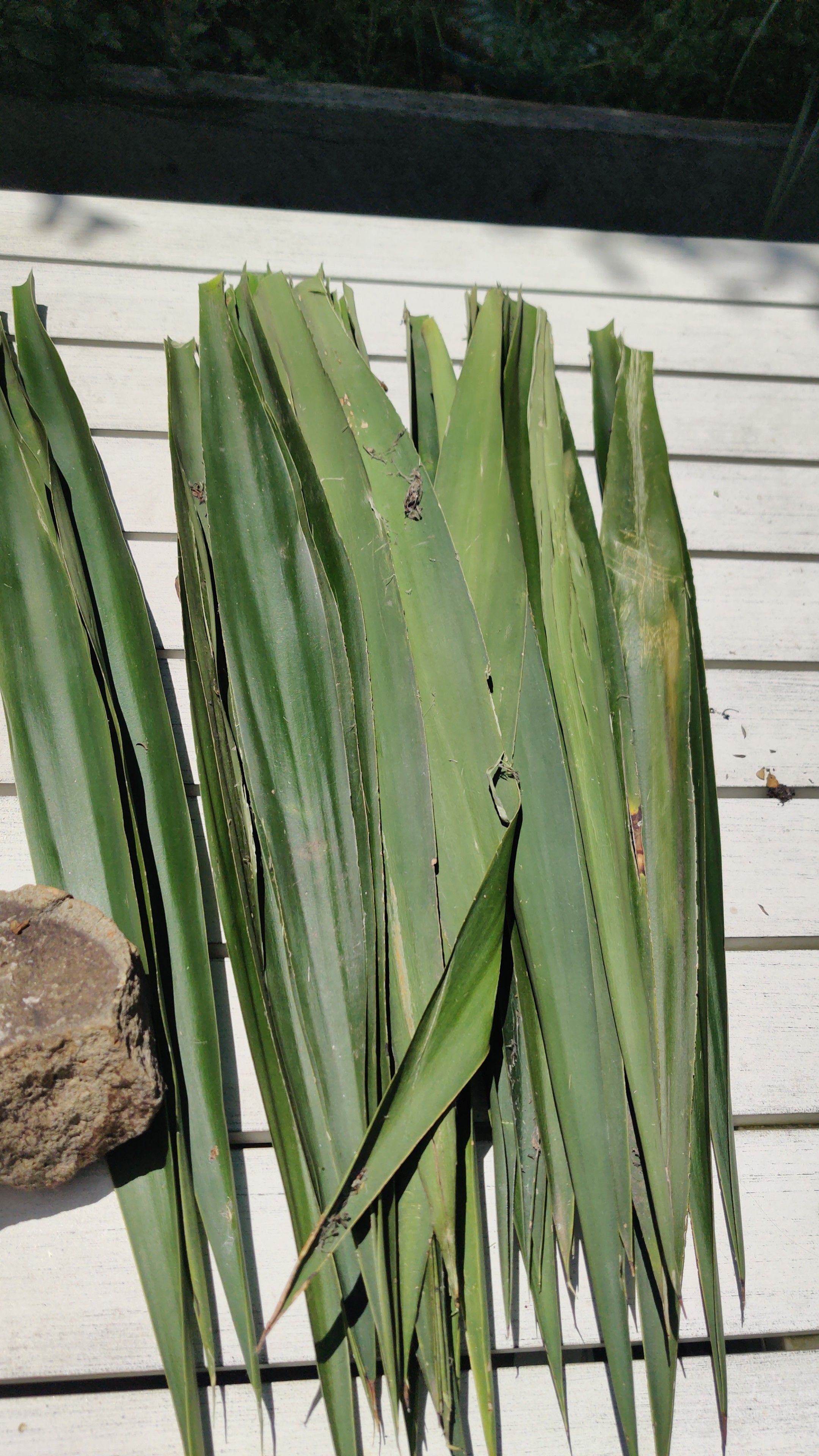 An armful of green yucca leaves, the stubby ends removed.