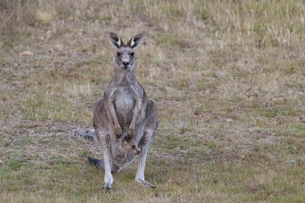 A female Eastern Grey Kangaroo standing, facing the camera. In her pouch is a joey with its head out, looking to the right of frame.