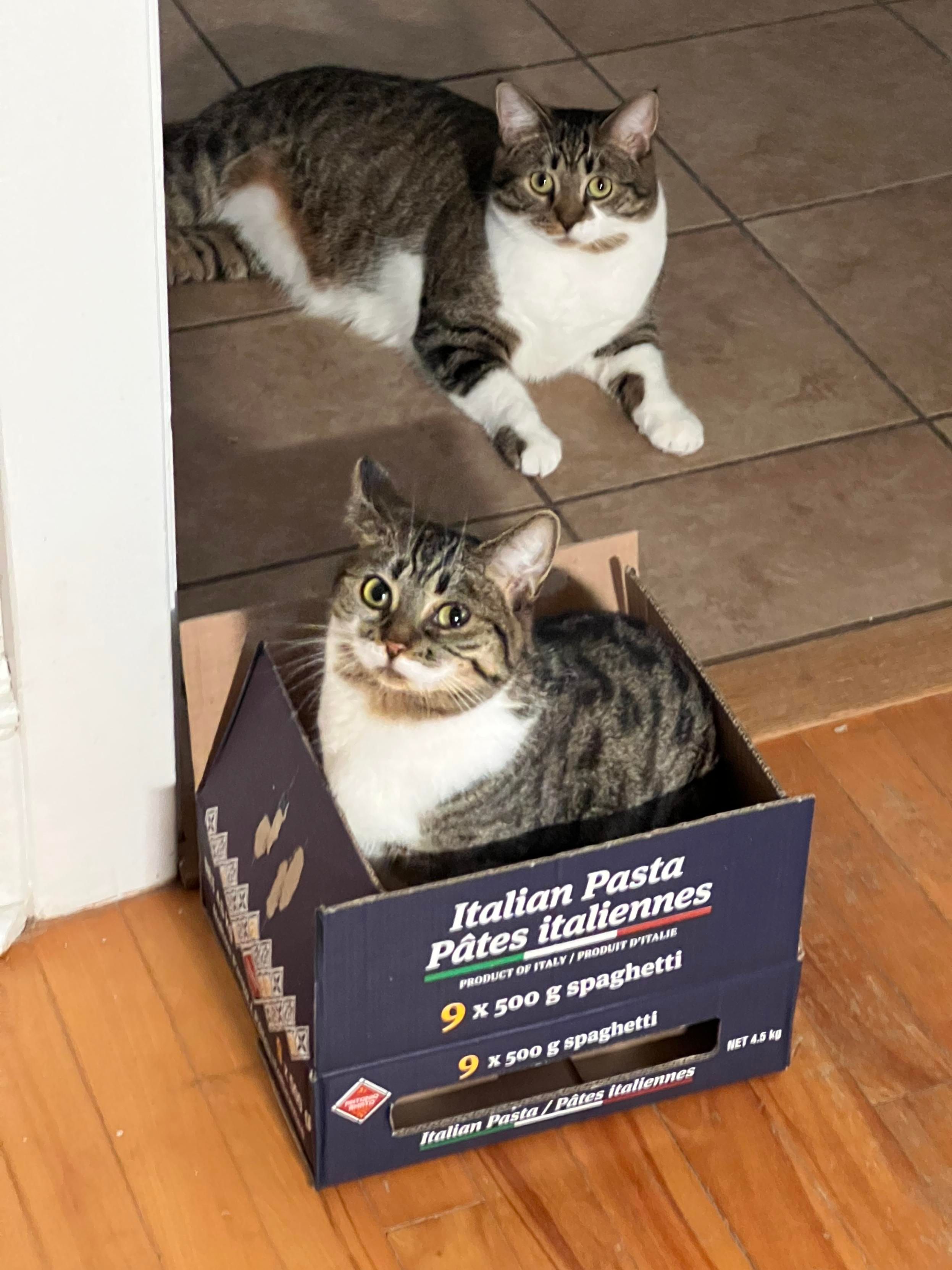 Brown & white tabbies. She’s sitting in a short Italian Pasta box with raised flaps; he’s behind her on the floor. They’re both looking to the camera.