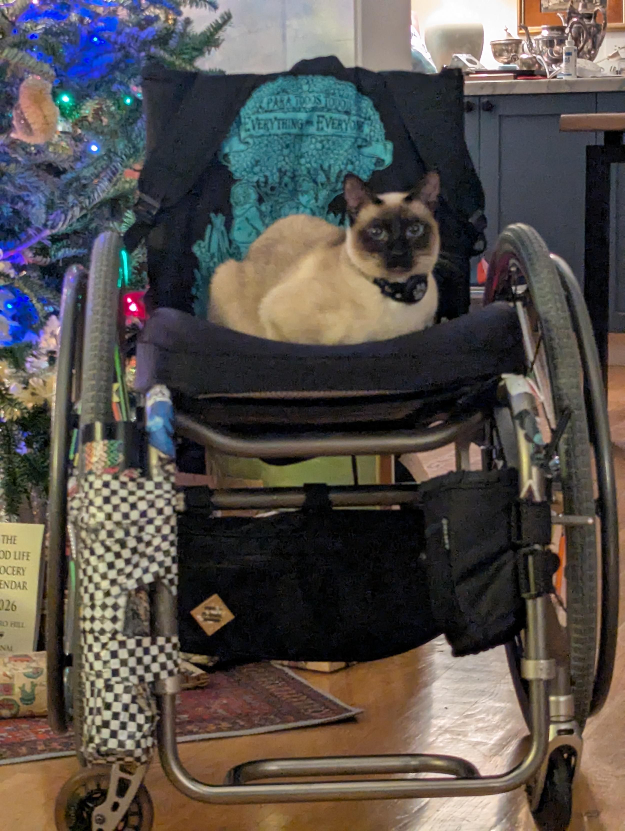 Siamese cat curled up on a well loved manual wheelchair 